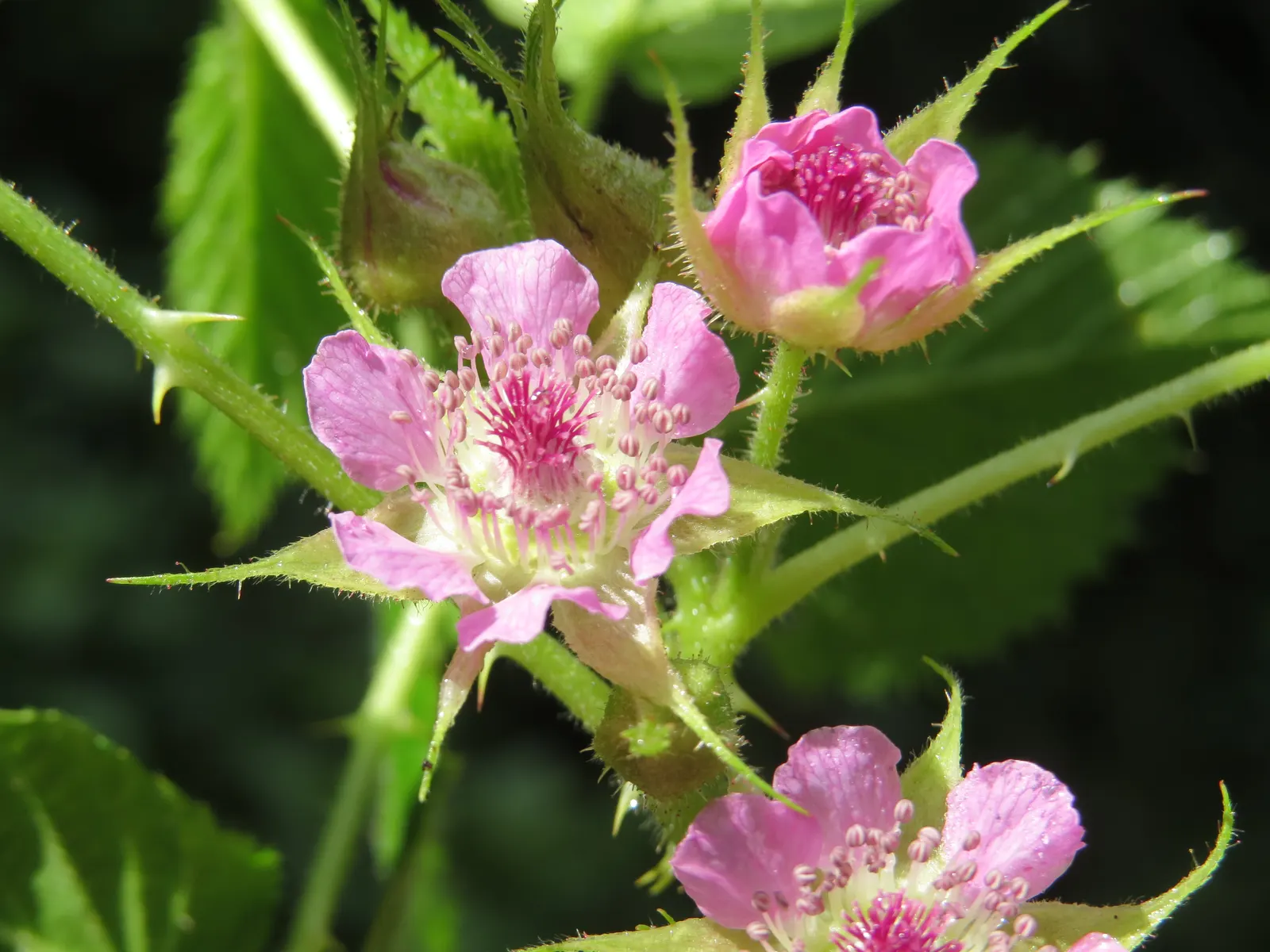 Raspberry (Rubus Niveus) — This plant is hardy, able to withstand temperatures down to approximately -10&deg;F; these blossoms are not only, image 130