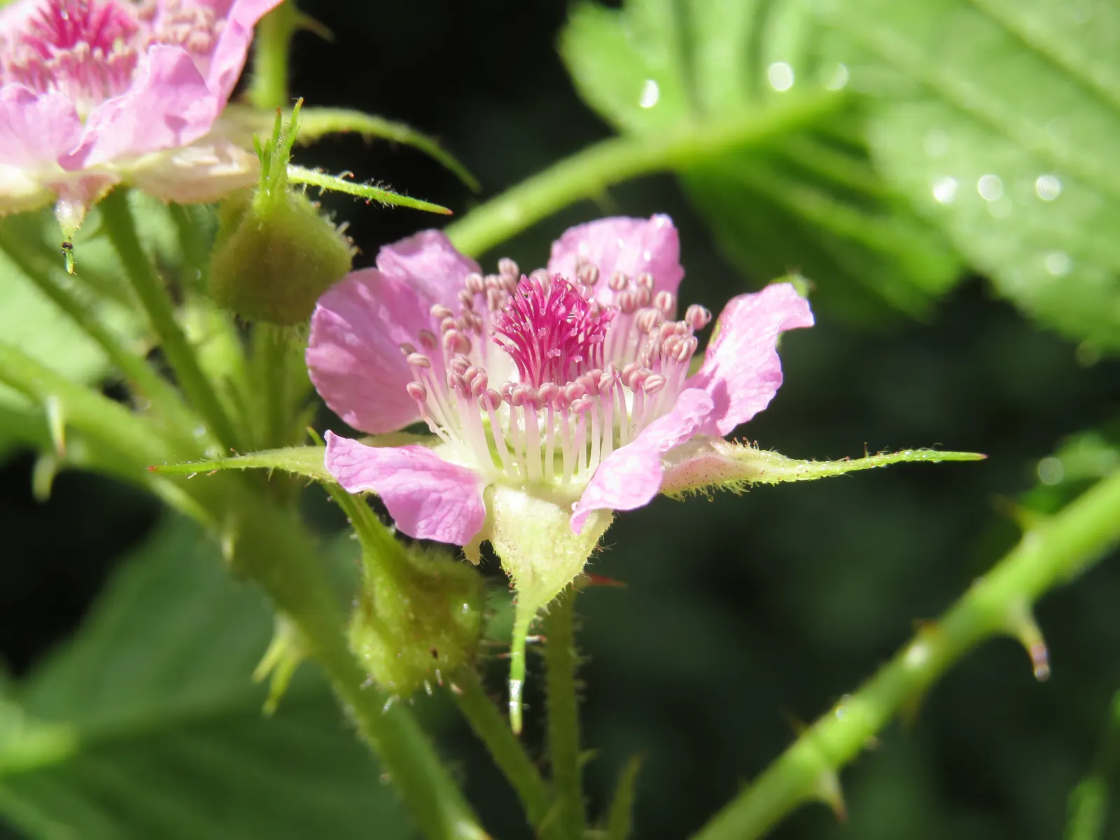 Raspberry (Rubus Niveus) — offering a sweet and subtly tart flavor.<br><br>For optimal growth; it thrives in USDA zones 4-8, preferring full sun, image 128