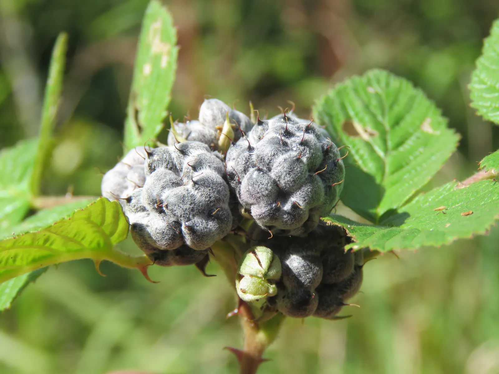 Raspberry (Rubus Niveus) — These blossoms are not only attractive to the eye but are also appealing to pollinators; the Raspberry, Rubus niveus, is, image 151