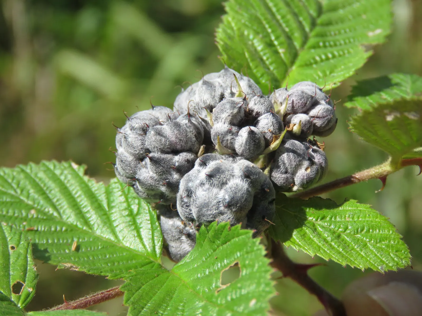 Raspberry (Rubus Niveus) — The shrub's bramble-like structure is adorned with thorns, image 149