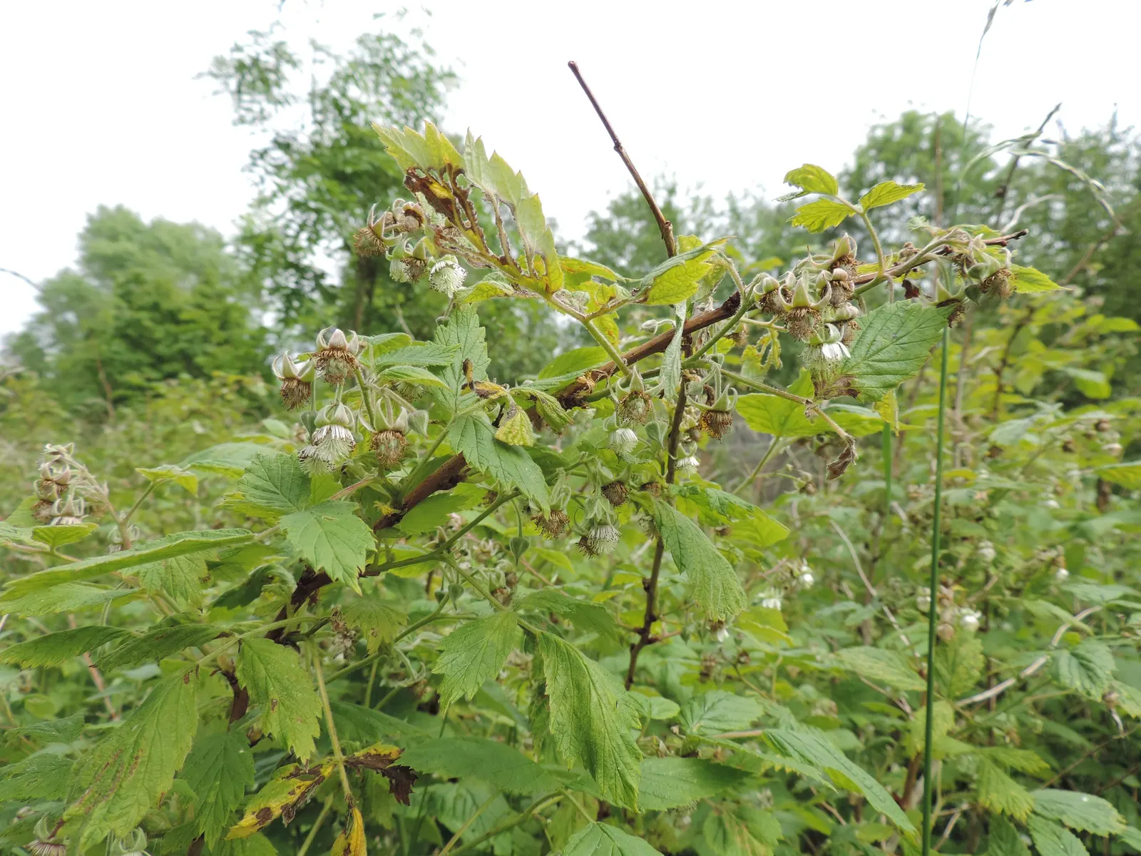 Raspberry (Rubus Niveus) — Regular pruning is required to maintain health and productivity