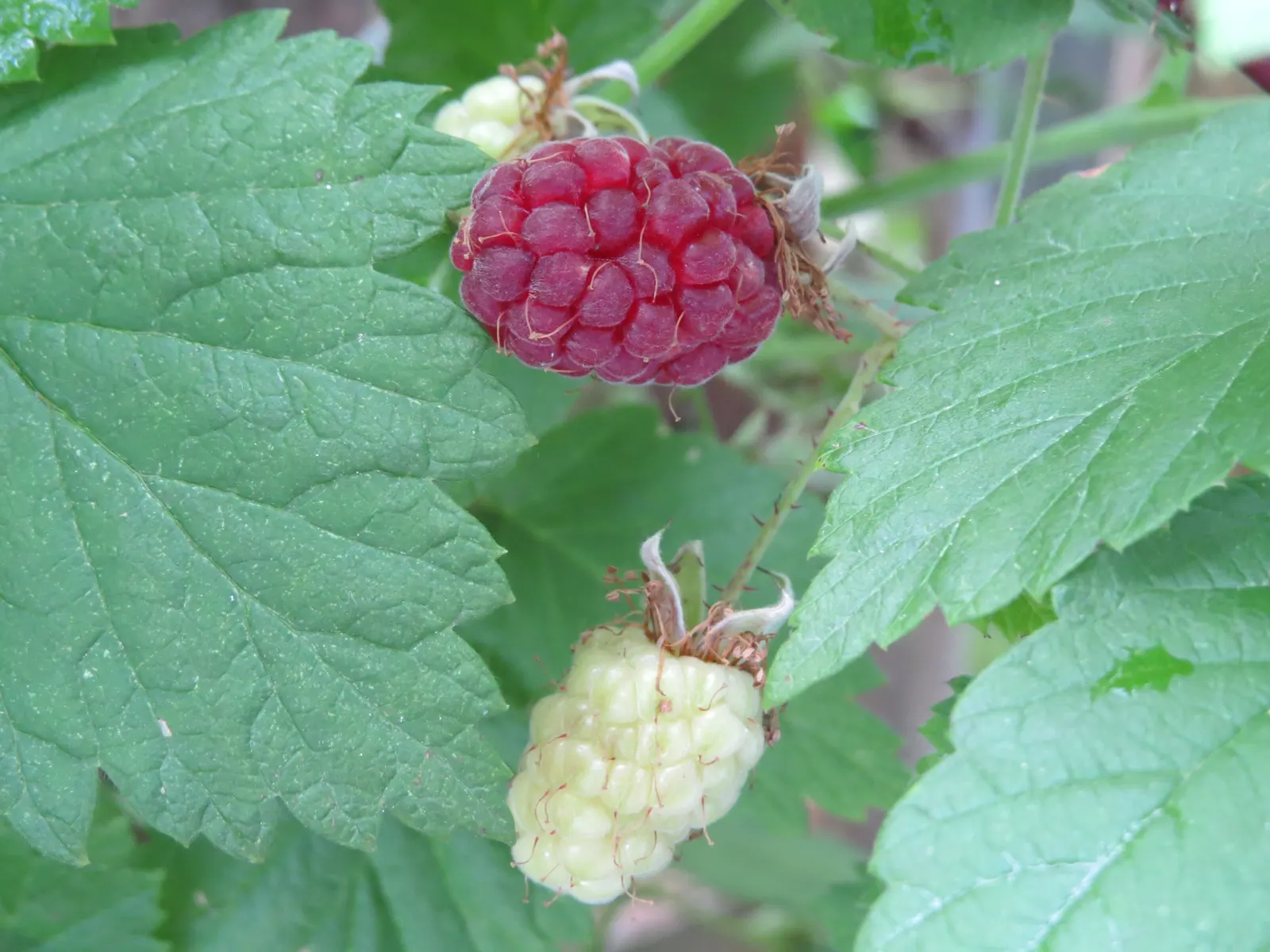 Raspberry (Rubus Niveus) — specifically the Rubus niveus; this plant requires well-drained
