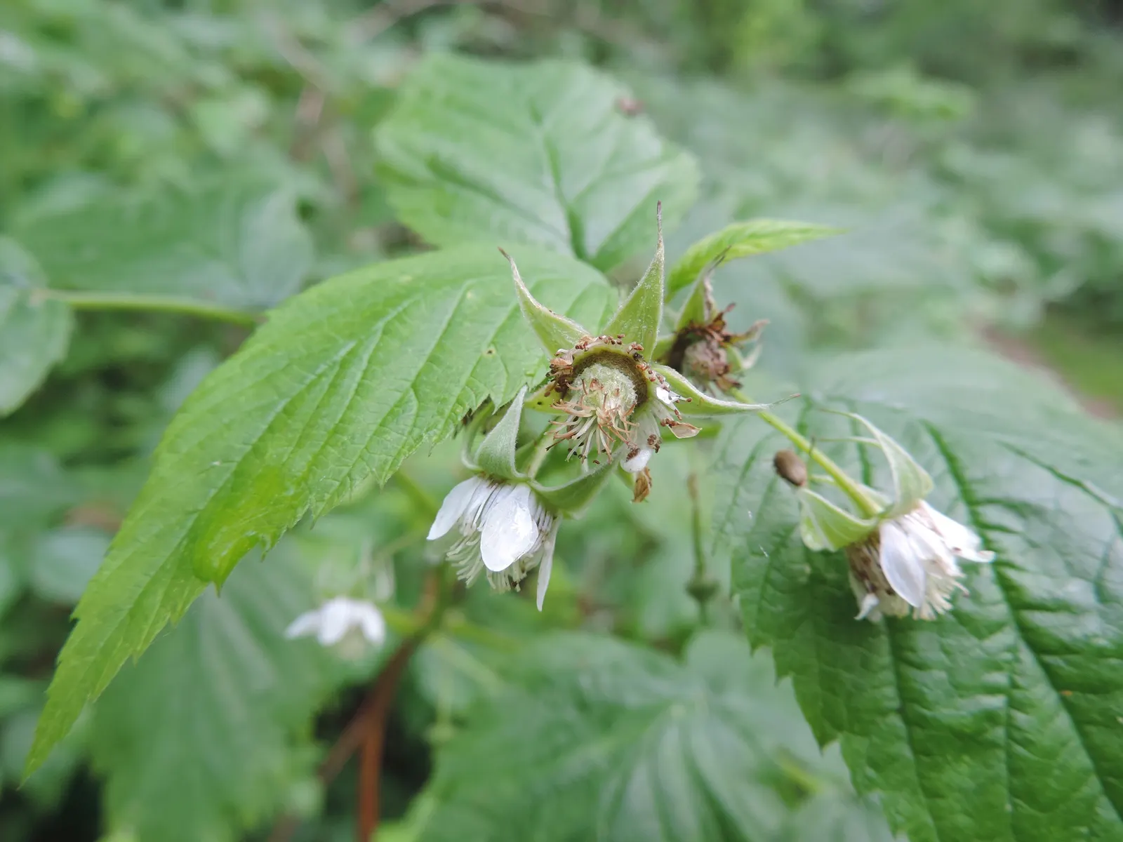 Raspberry (Rubus Niveus) — the Rubus niveus produces clusters of white to pale pink flowers