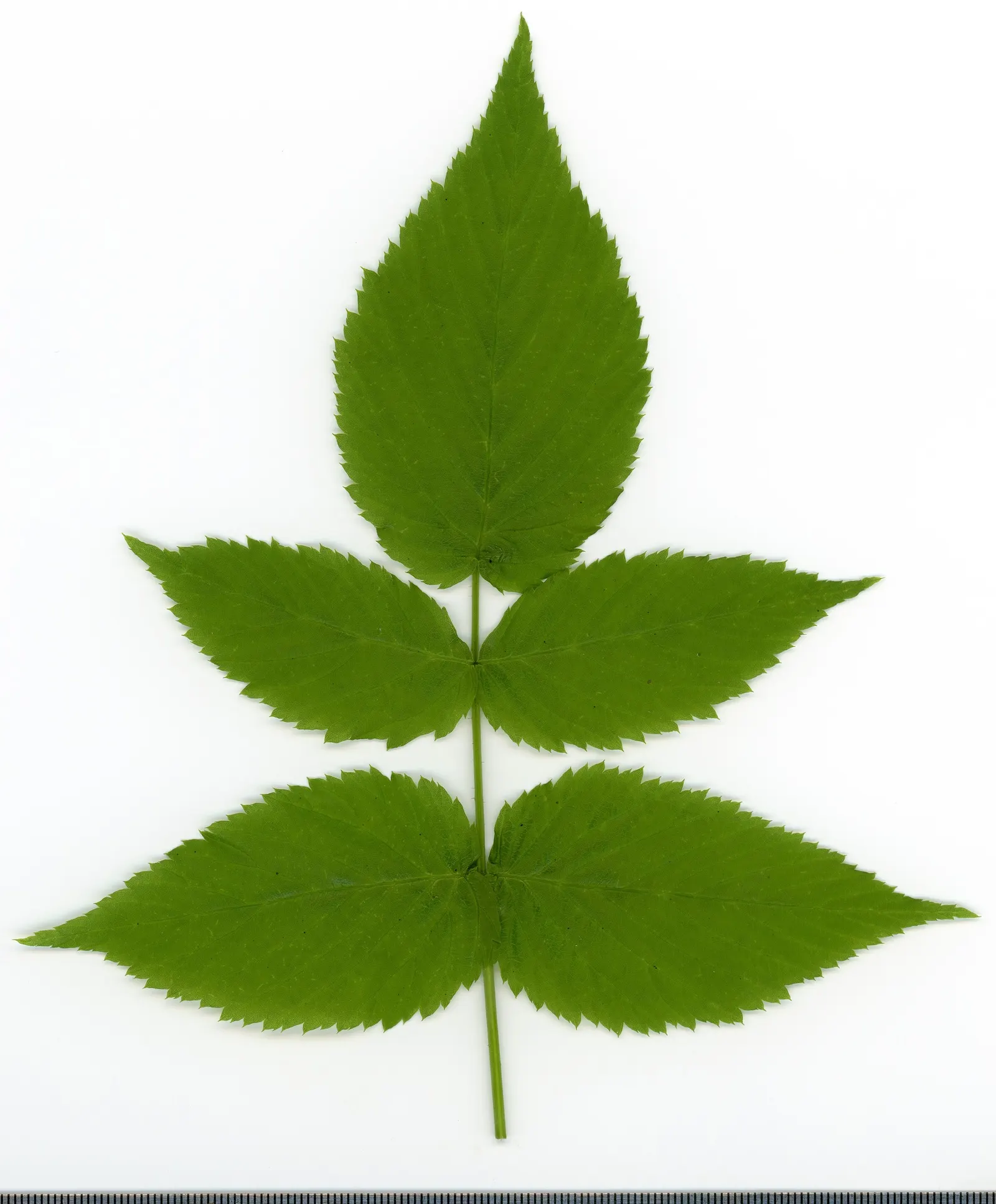 Raspberry (Rubus Niveus) — fertile soil with an inch of water weekly; each berry measures about 0.6 to 0.8 inches in diameter