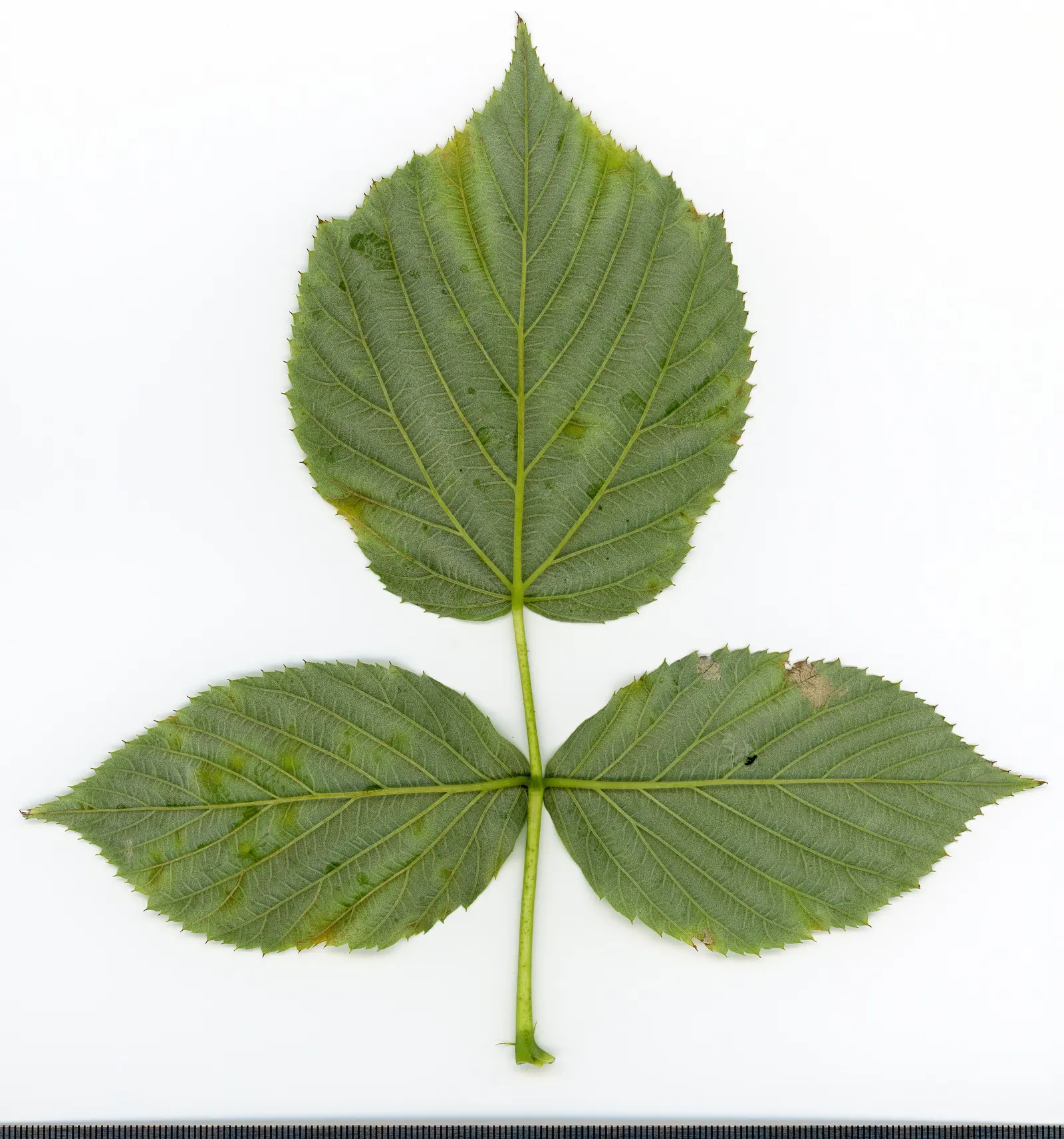 Raspberry (Rubus Niveus) — it produces flavorful berries in summer; white flowers in the garden