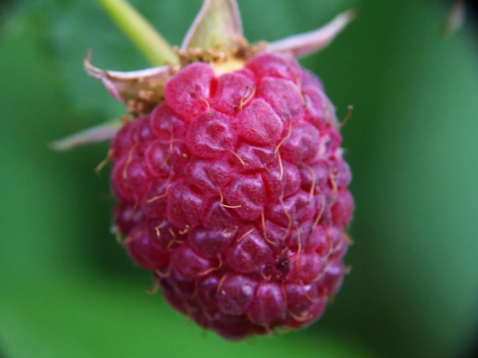 Raspberry (Rubus Niveus) — with a similar spread that provides ample cover and visual interest