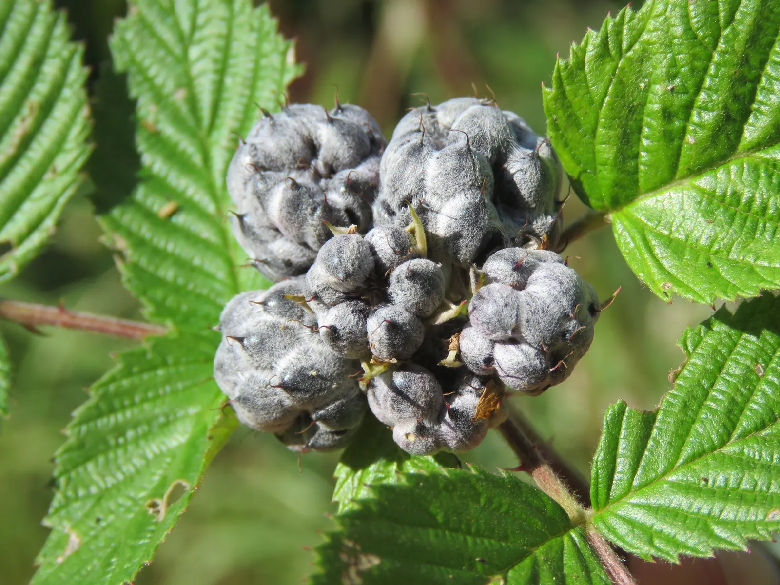 Raspberry (Rubus Niveus) — By late summer to early fall, the plant yields its signature deep purple-black raspberries; the Rubus niveus produces, image 153