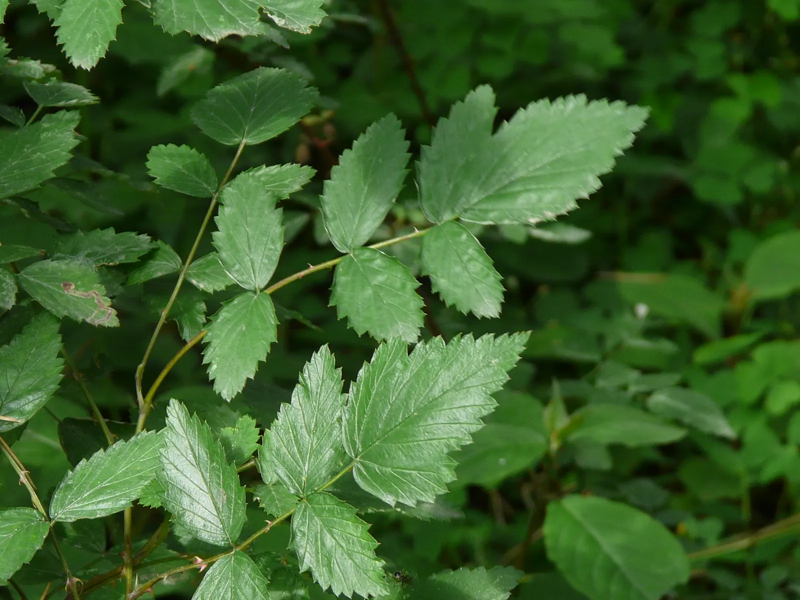 Raspberry (Rubus Niveus) — These blossoms are not only attractive to the eye but are also appealing to pollinators; the Raspberry, Rubus niveus, is, image 70