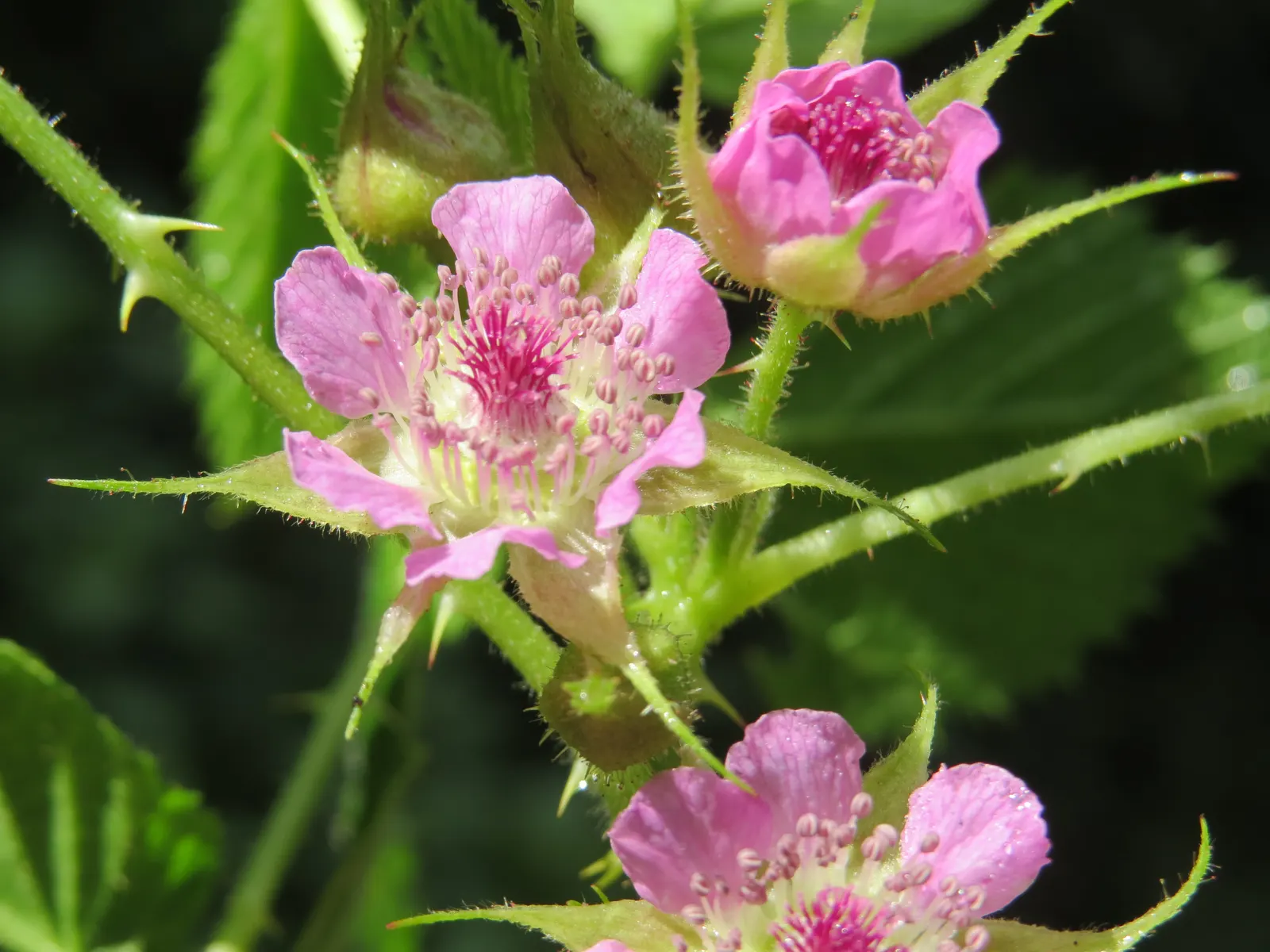 Raspberry (Rubus Niveus) — and benefits from annual pruning to maintain vigor and fruit abundance