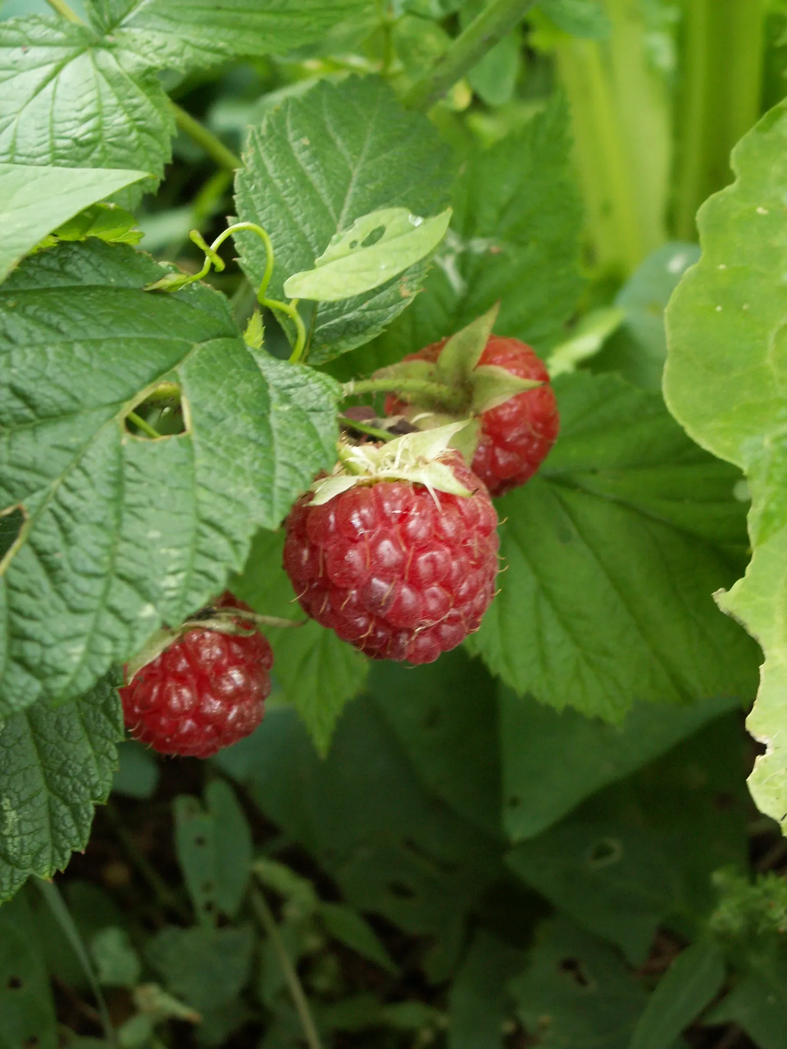 Raspberry (Rubus Niveus) — it produces flavorful berries in summer; white flowers in the garden, image 85