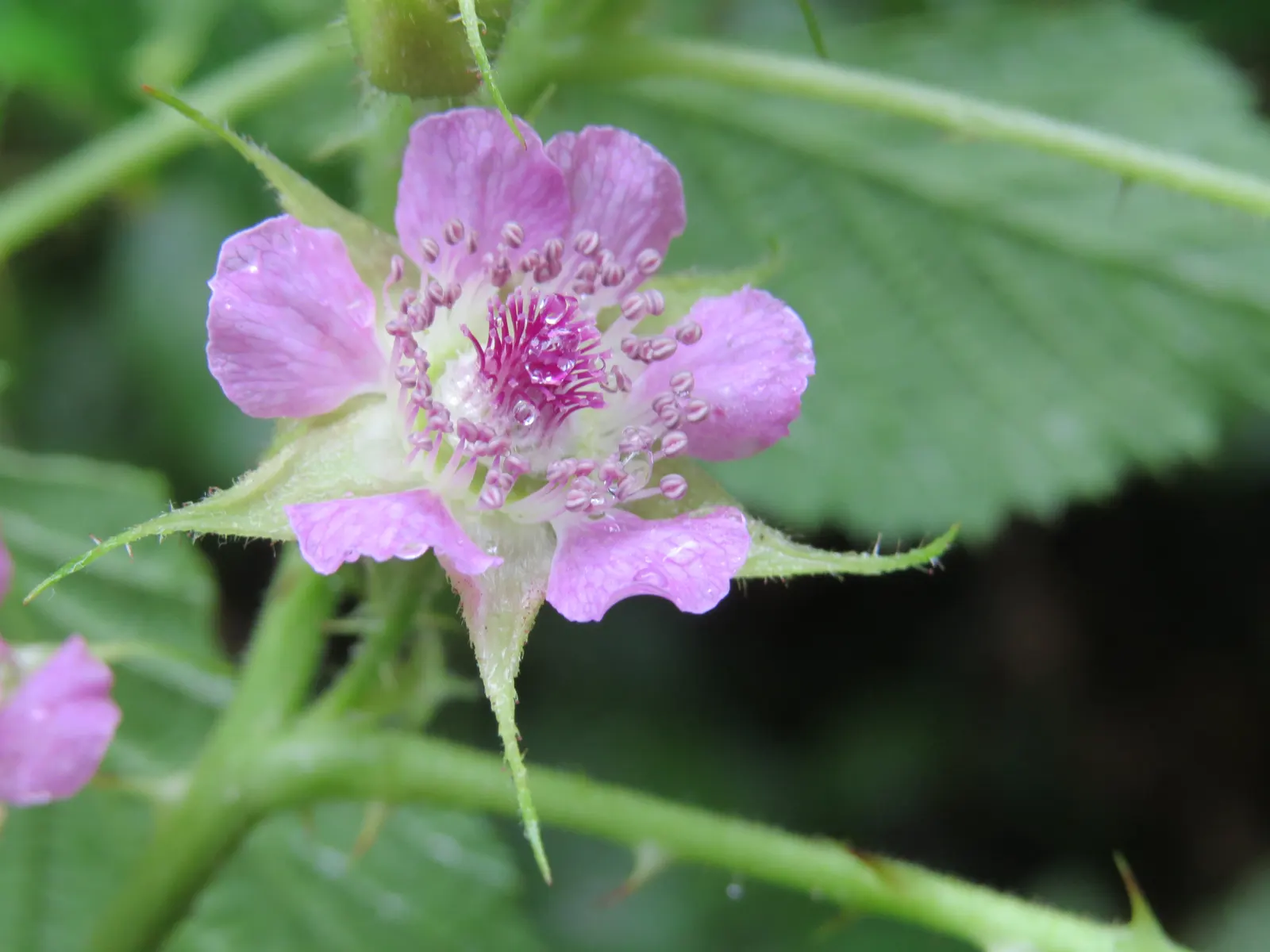 Raspberry (Rubus Niveus) — shrub / vine with white blooms; enriching the garden's ecosystem, image 134