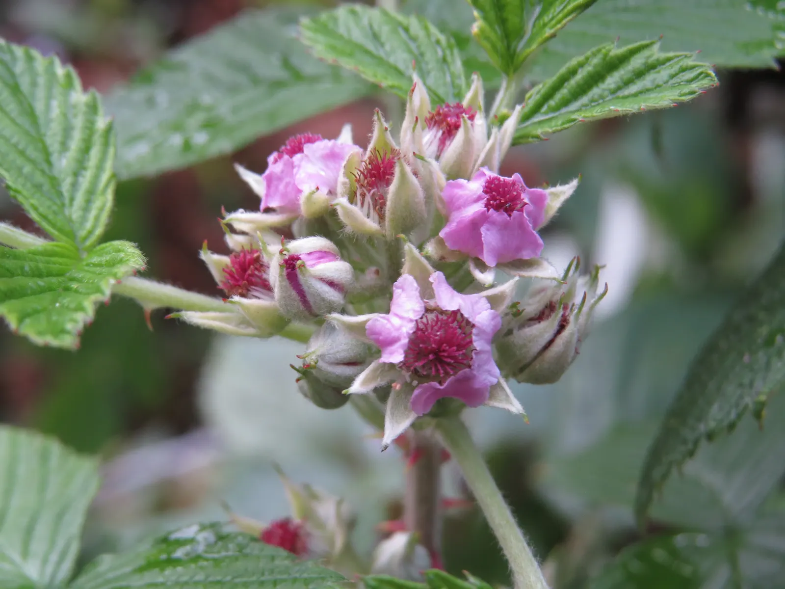 Raspberry (Rubus Niveus) — This plant requires well-drained; with a similar spread that provides ample cover and visual interest, image 141