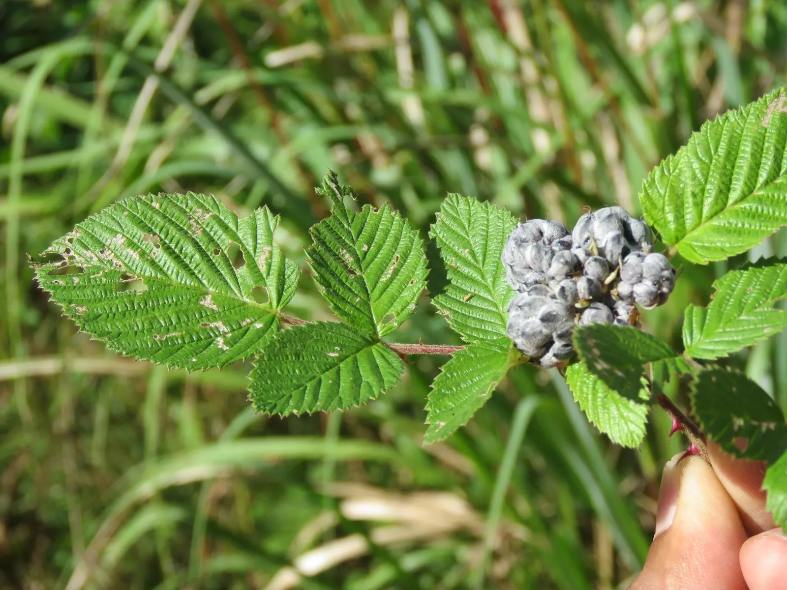 Raspberry (Rubus Niveus) — fertile soil with an inch of water weekly; each berry measures about 0.6 to 0.8 inches in diameter, image 88