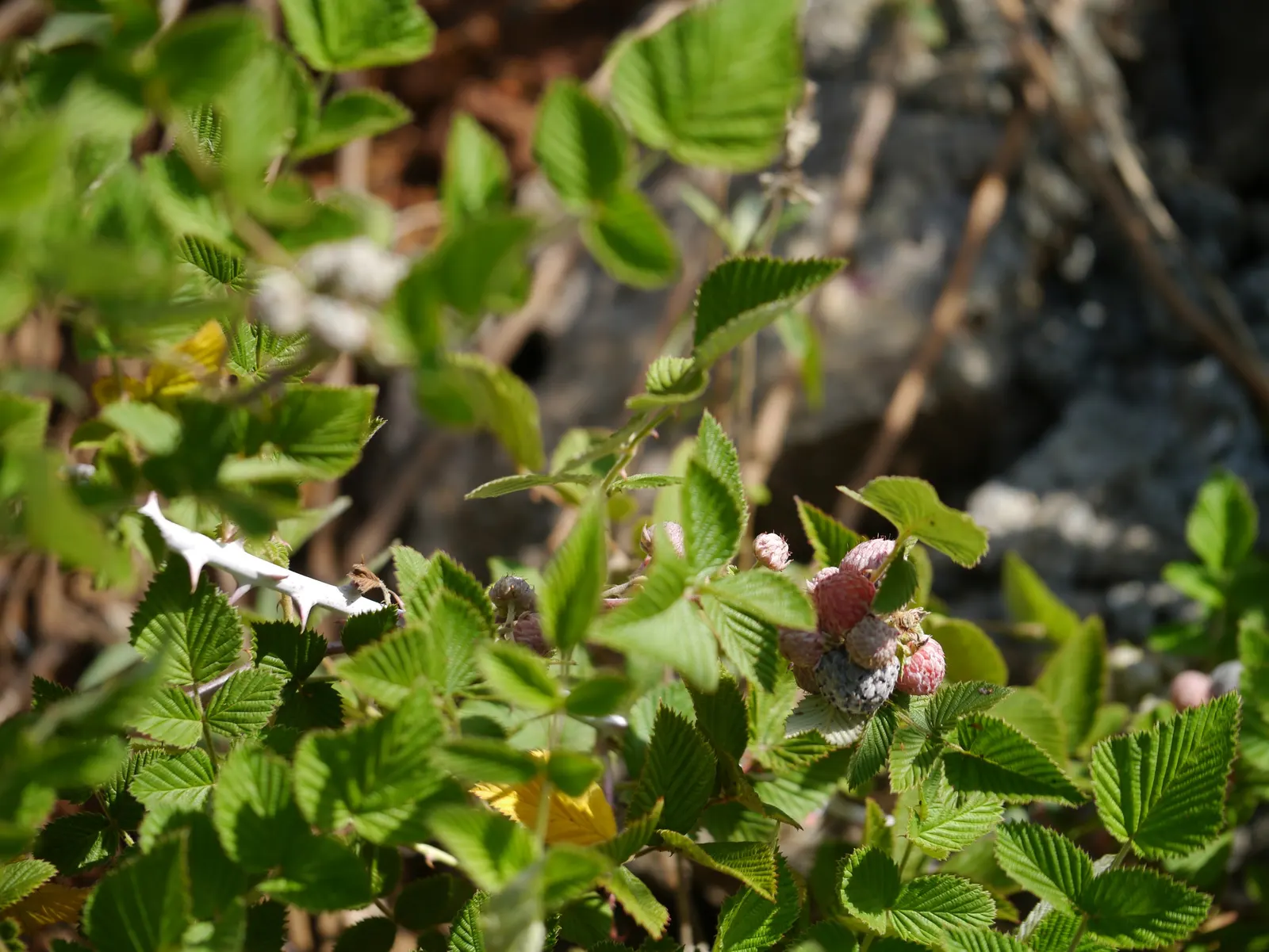 Raspberry (Rubus Niveus) — Each berry measures about 0.6 to 0.8 inches in diameter; this plant is hardy, able to withstand temperatures down to, image 73
