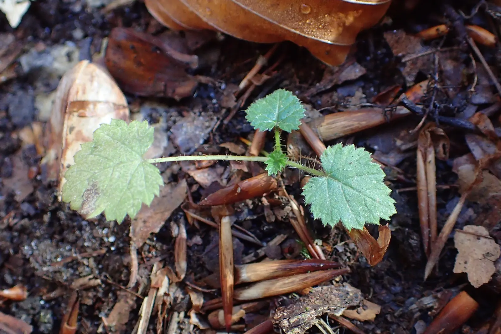 Raspberry (Rubus Niveus) — A member of the Rosaceae family