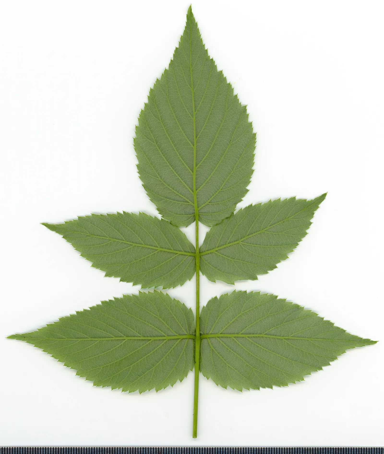 Raspberry (Rubus Niveus) — making it a dual-purpose plant that's sure to please