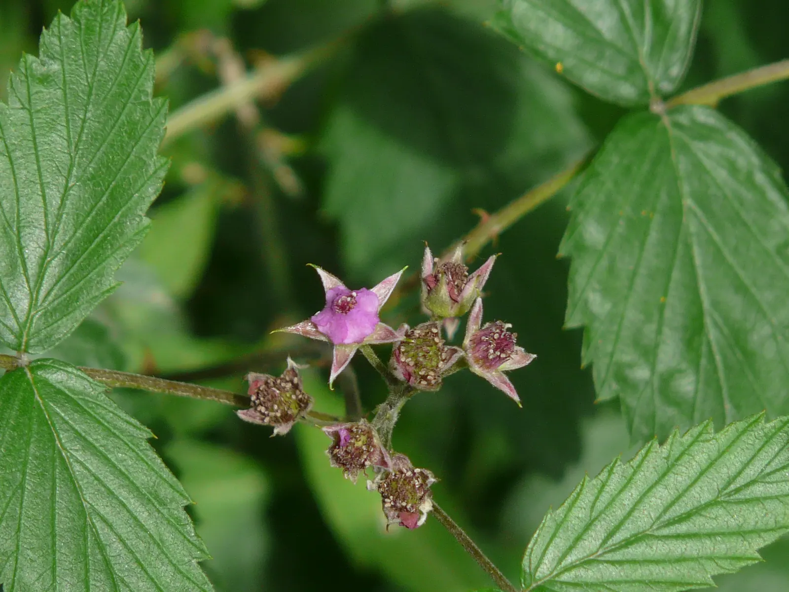 Raspberry (Rubus Niveus) — specifically the Rubus niveus; this plant requires well-drained, image 63