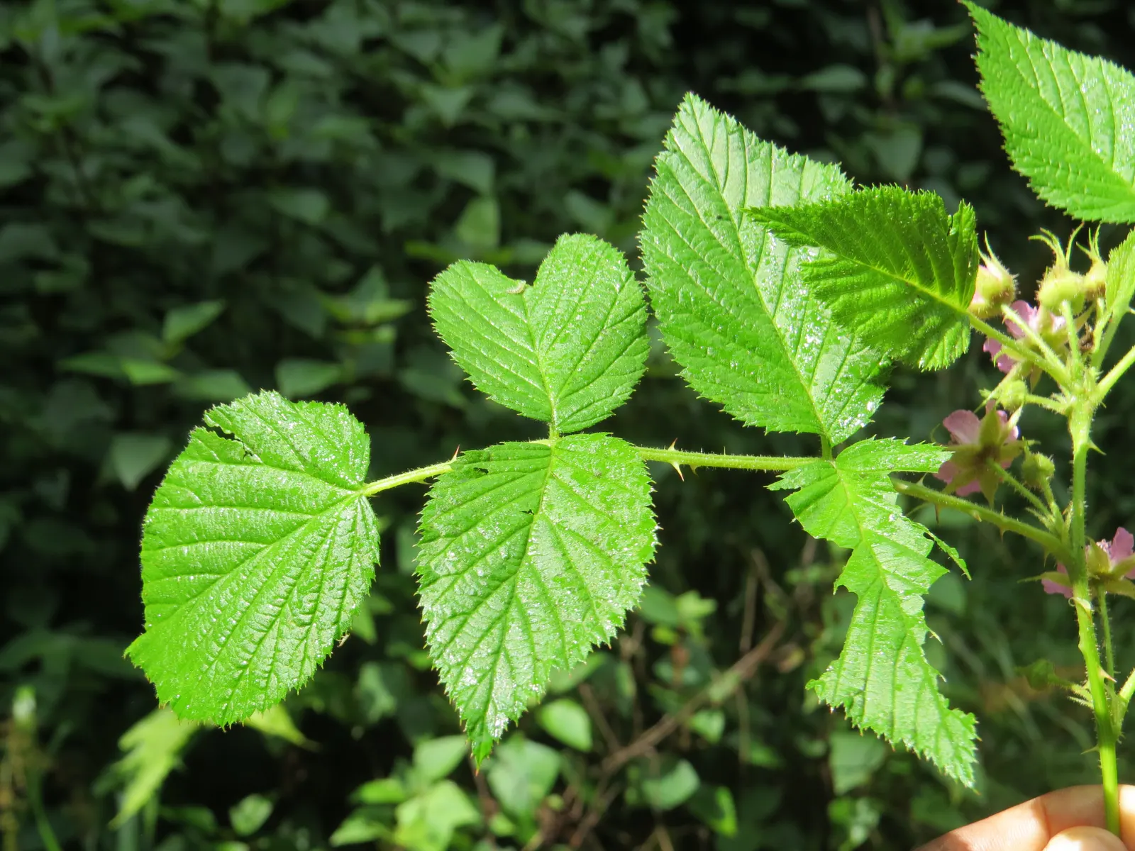 Raspberry (Rubus Niveus) — shrub / vine for full; making it a dual-purpose plant that's sure to please, image 135