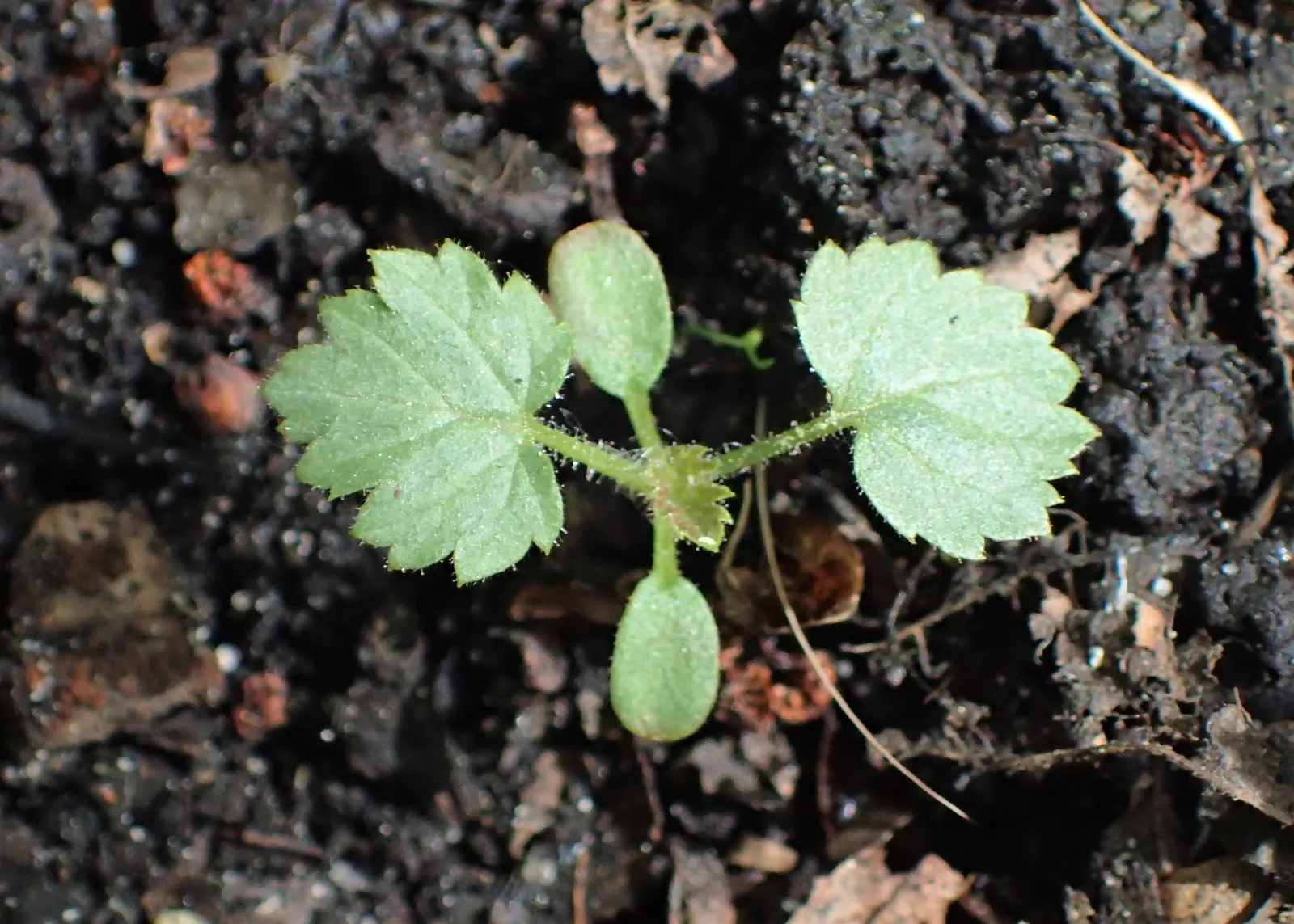 Raspberry (Rubus Niveus) — is a superb addition to any garden landscape for clients who crave both aesthetic value and edible yields