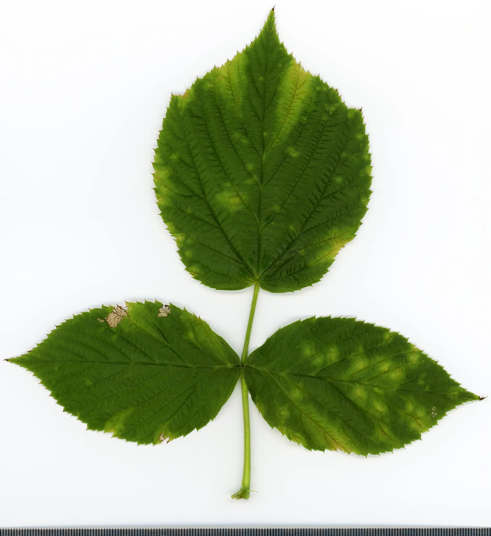 Raspberry (Rubus Niveus) — This plant requires well-drained; with a similar spread that provides ample cover and visual interest
