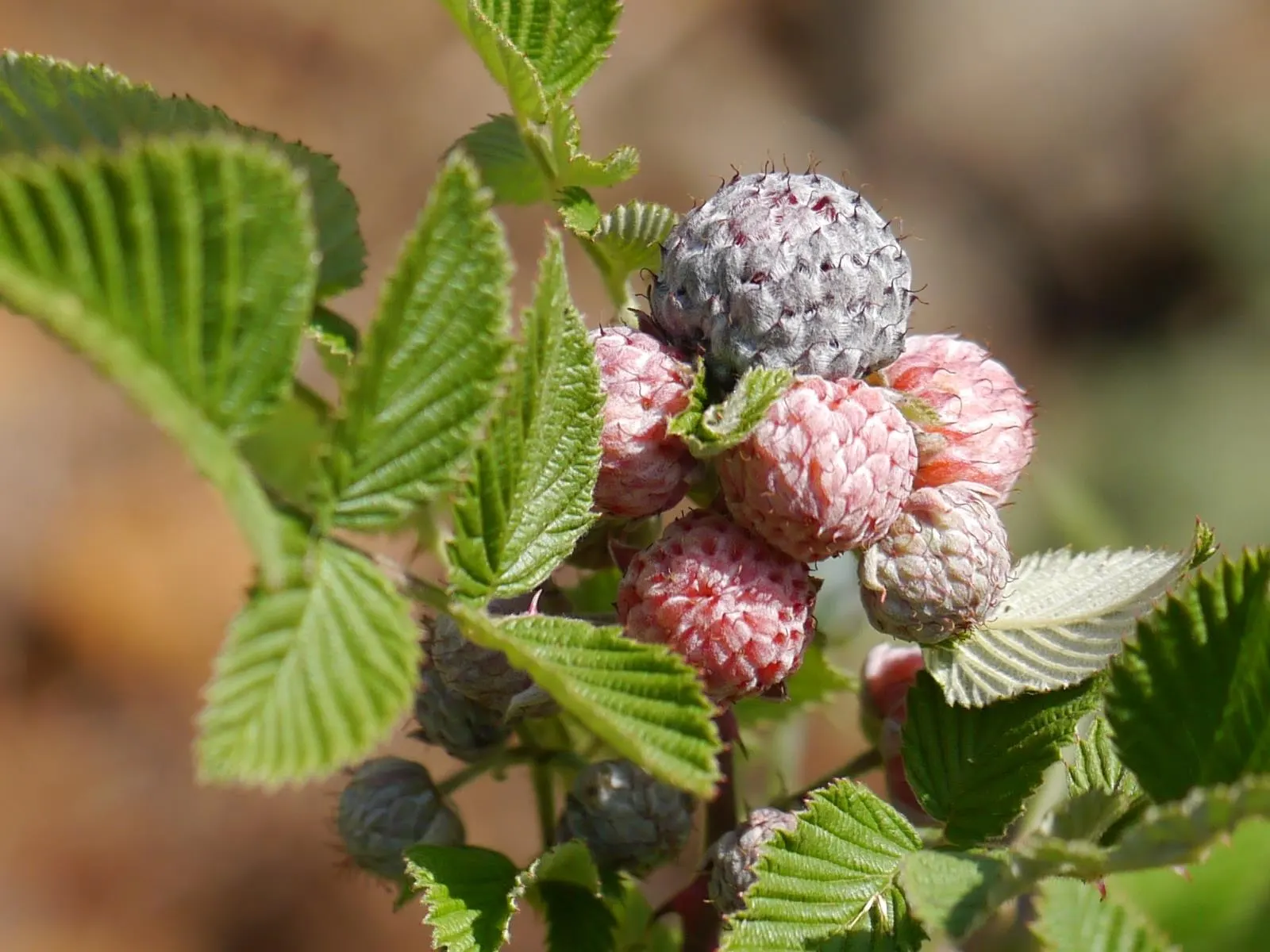 Raspberry (Rubus Niveus) — Regular pruning is required to maintain health and productivity, image 77