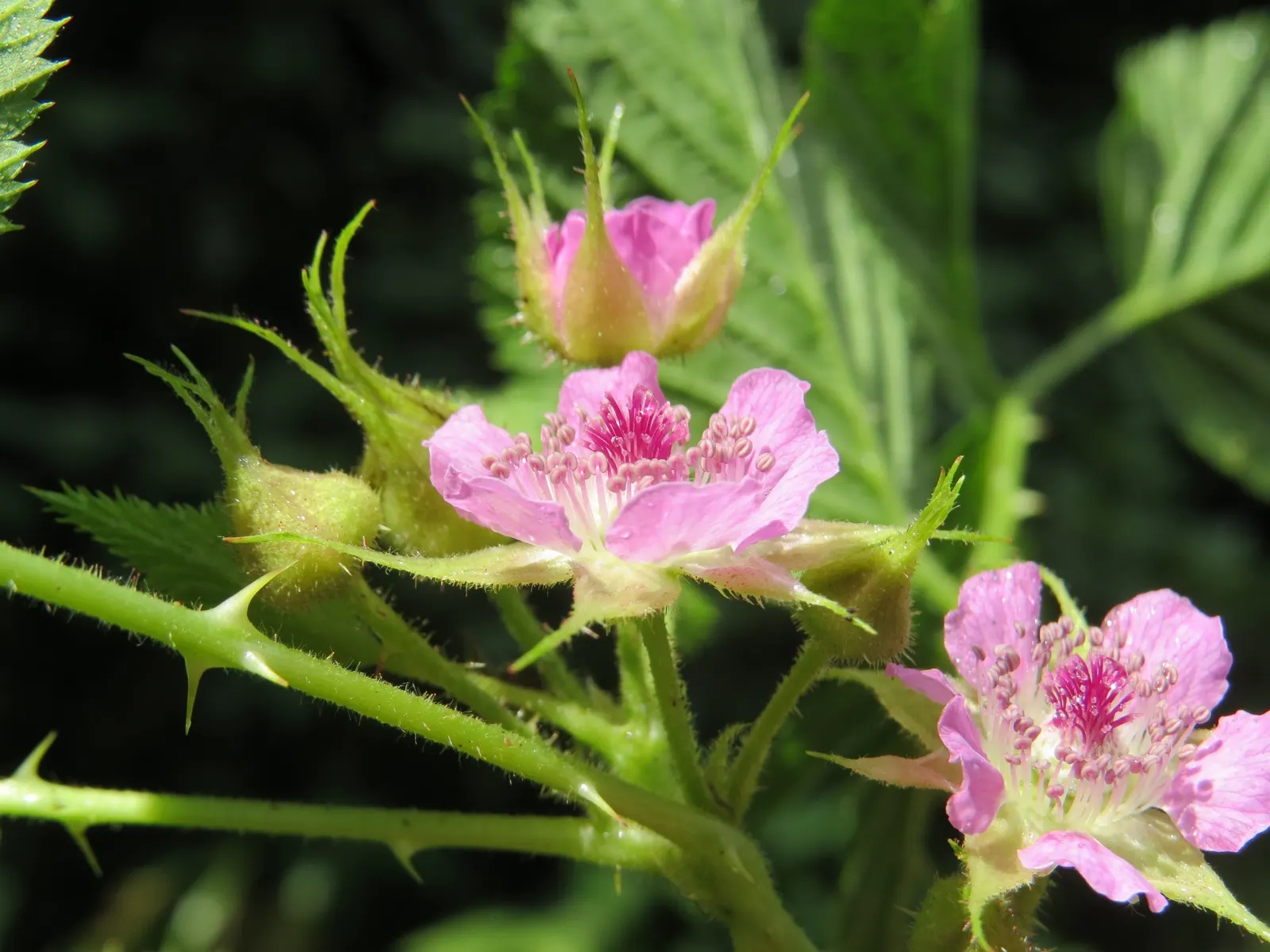Raspberry (Rubus Niveus) — it produces flavorful berries in summer; white flowers in the garden, image 139
