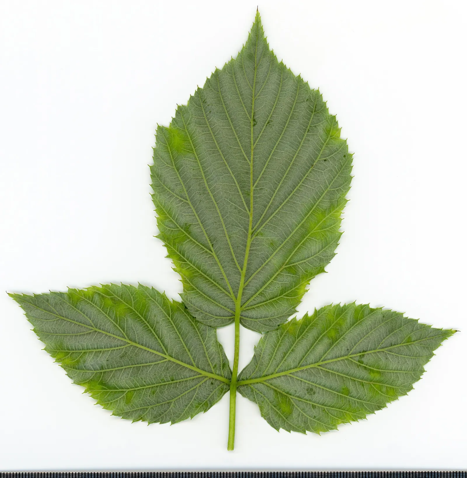 Raspberry (Rubus Niveus) — green foliage and prickly stems; by late summer to early fall, the plant yields its signature deep purple-black raspberries