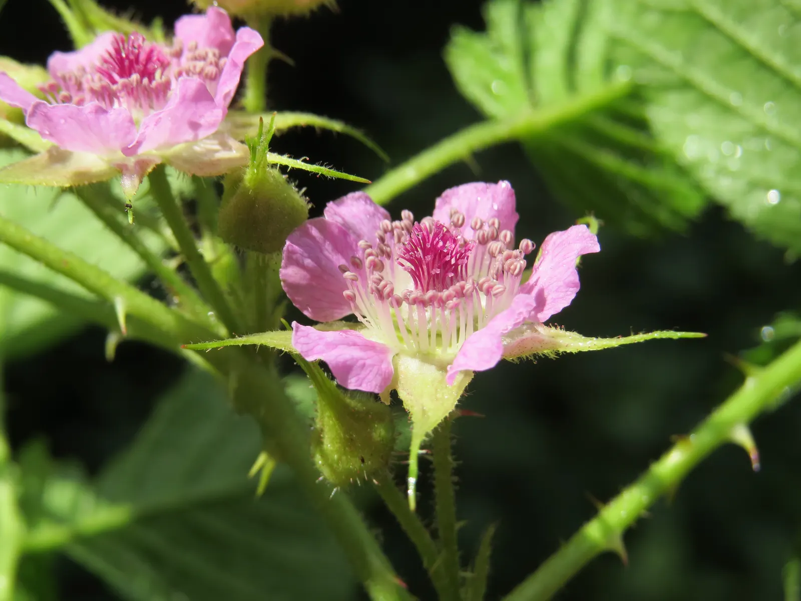 Raspberry (Rubus Niveus) — Regular pruning is required to maintain health and productivity, image 131