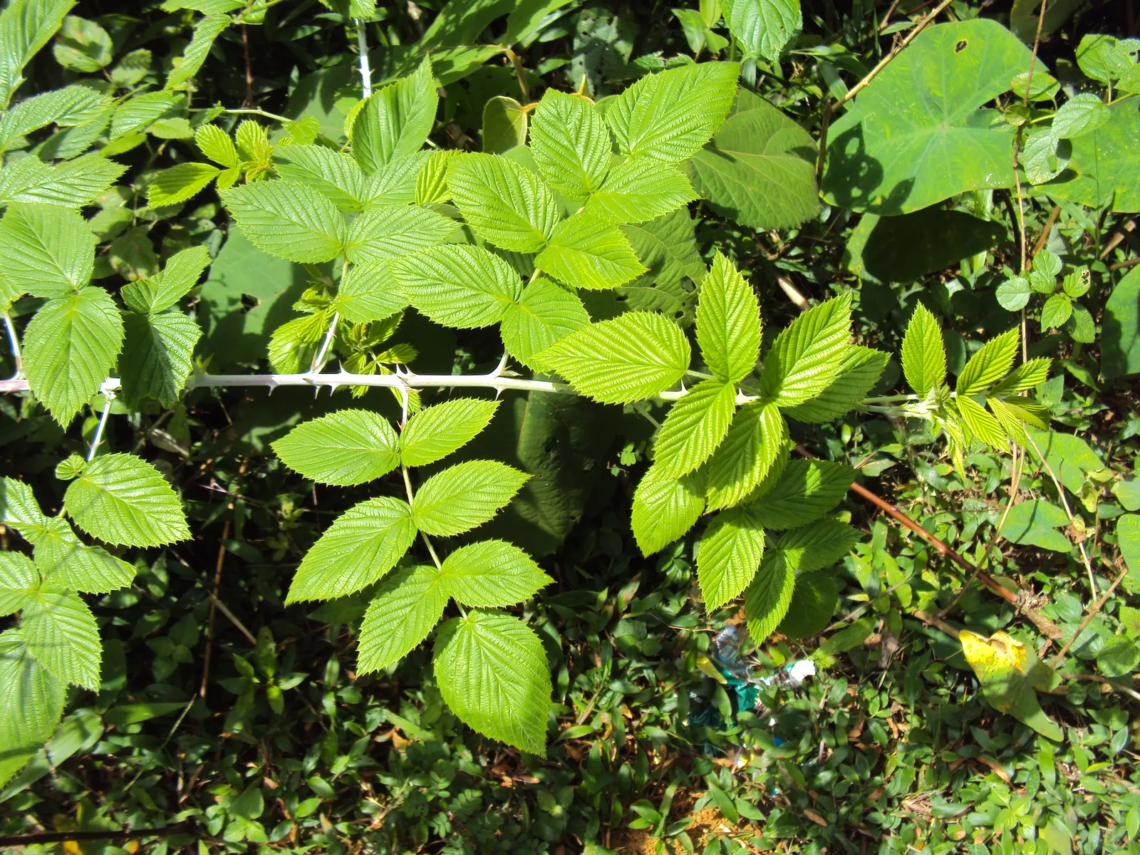 Raspberry (Rubus Niveus) — Its leaves are pinnate, with a rich green hue that turns to vibrant autumnal shades before falling; fertile soil with an, image 148