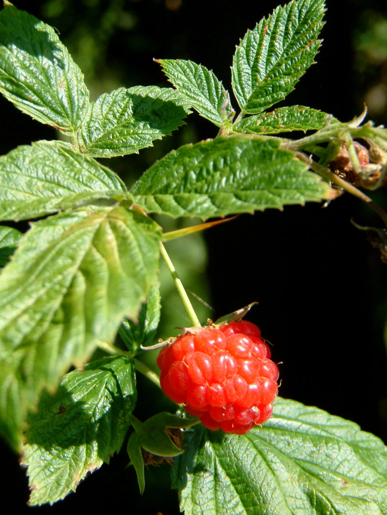 Raspberry (Rubus Niveus) — offering a sweet and subtly tart flavor.<br><br>For optimal growth