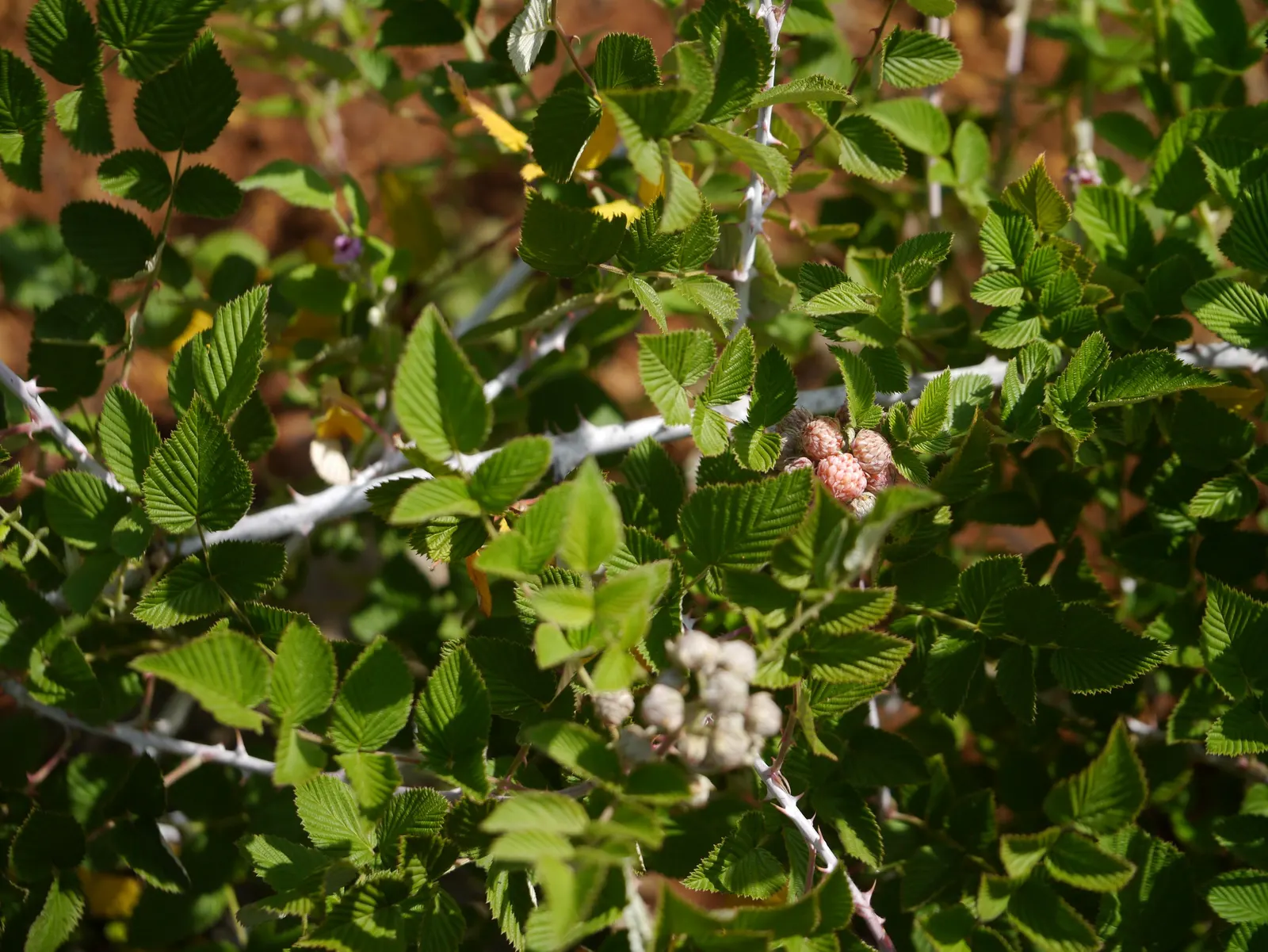 Raspberry (Rubus Niveus) — The Raspberry, Rubus niveus, is a hardy deciduous shrub standing 3-6 feet tall; it produces flavorful berries in summer, image 55