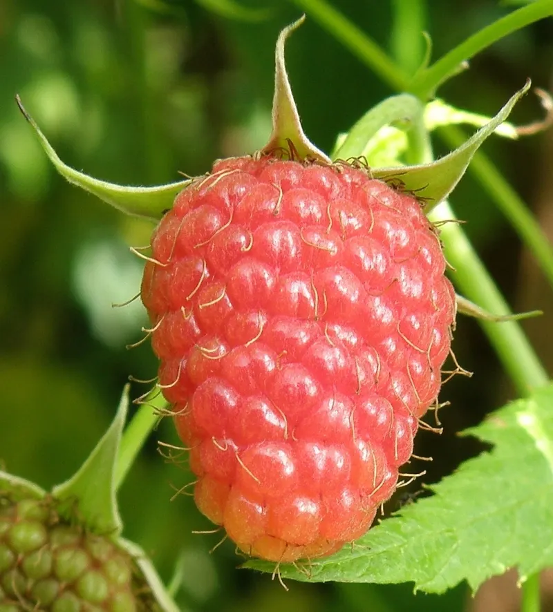 Raspberry (Rubus Niveus) — which invite wildlife and offer culinary uses, image 86