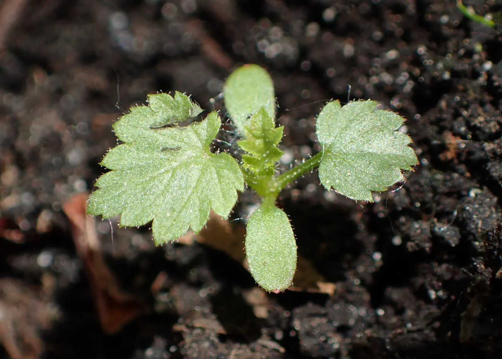 Raspberry (Rubus Niveus) — green foliage and prickly stems; by late summer to early fall, the plant yields its signature deep purple-black, image 84