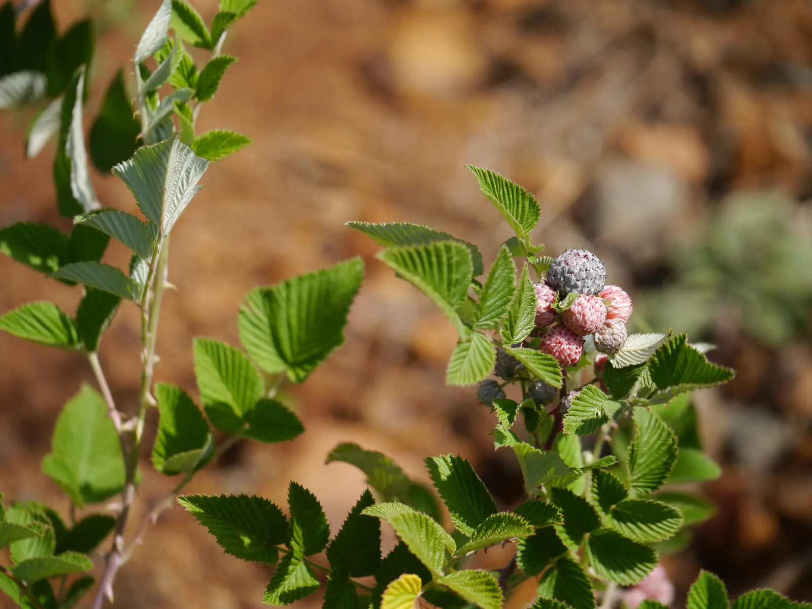 Raspberry (Rubus Niveus) — Rubus niveus prefers well-drained soils with a pH range of 6.0 to 7.0 and thrives in full sun to partial shade, image 75