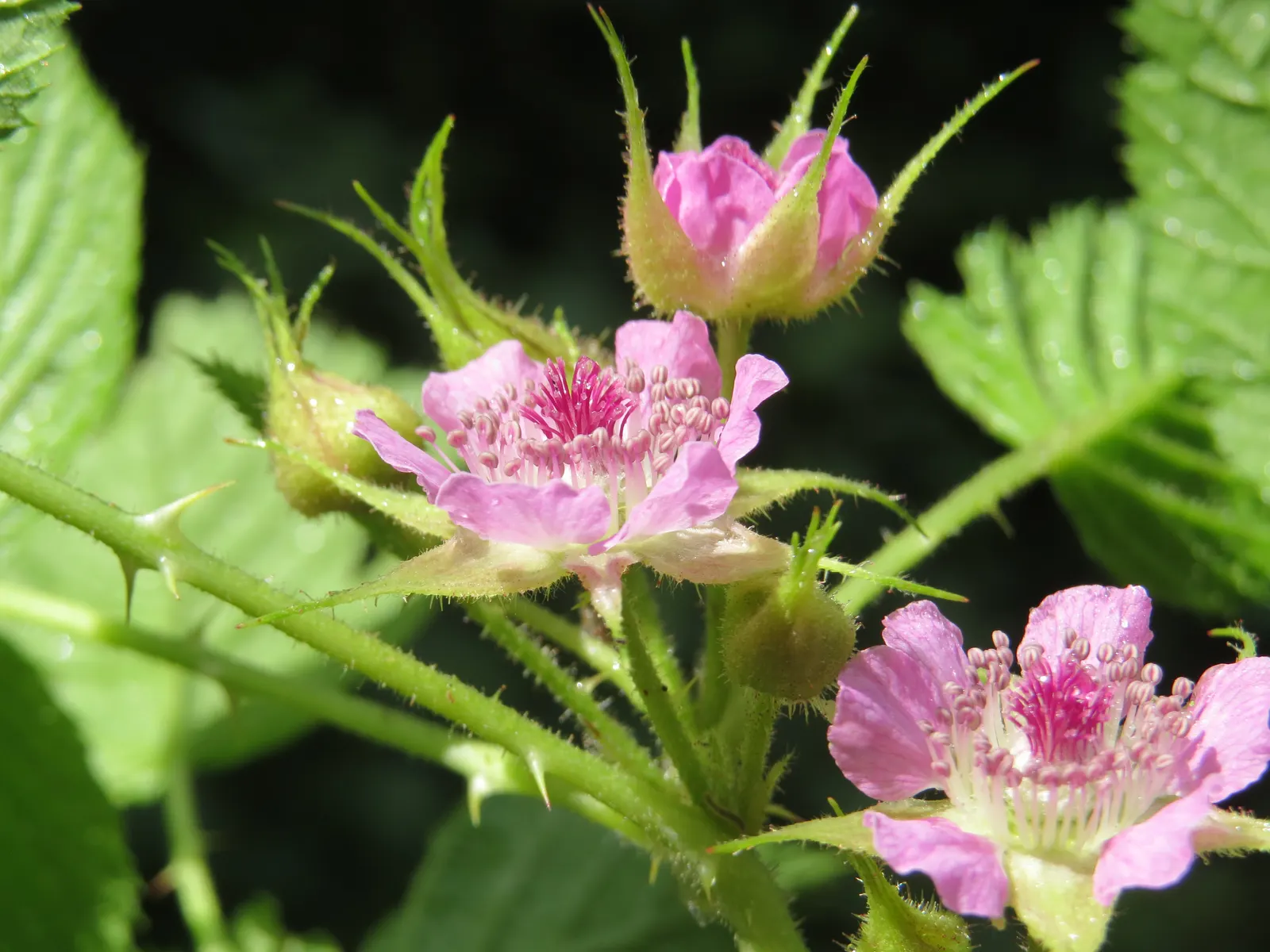 Raspberry (Rubus Niveus) — It thrives in USDA zones 4-8, preferring full sun but tolerates partial shade; a member of the Rosaceae family, image 137