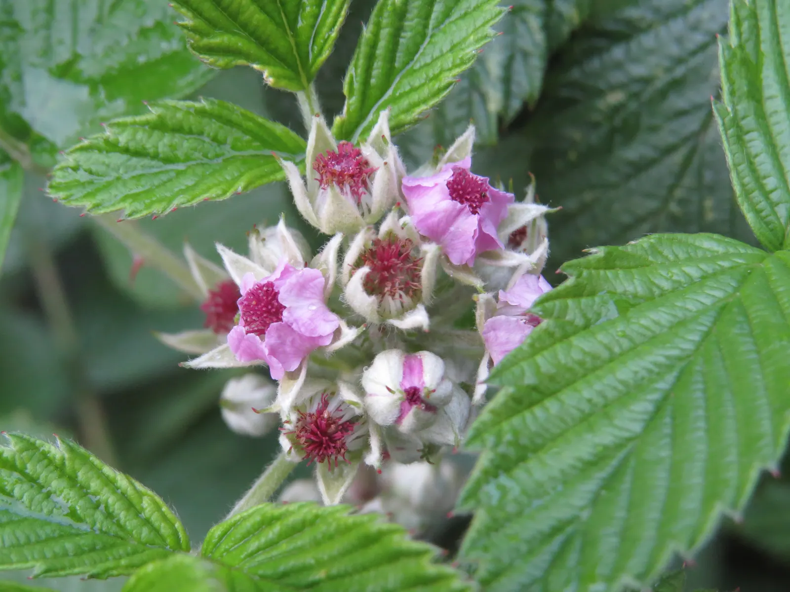 Raspberry (Rubus Niveus) — Rubus niveus prefers well-drained soils with a pH range of 6.0 to 7.0 and thrives in full sun to partial shade, image 129