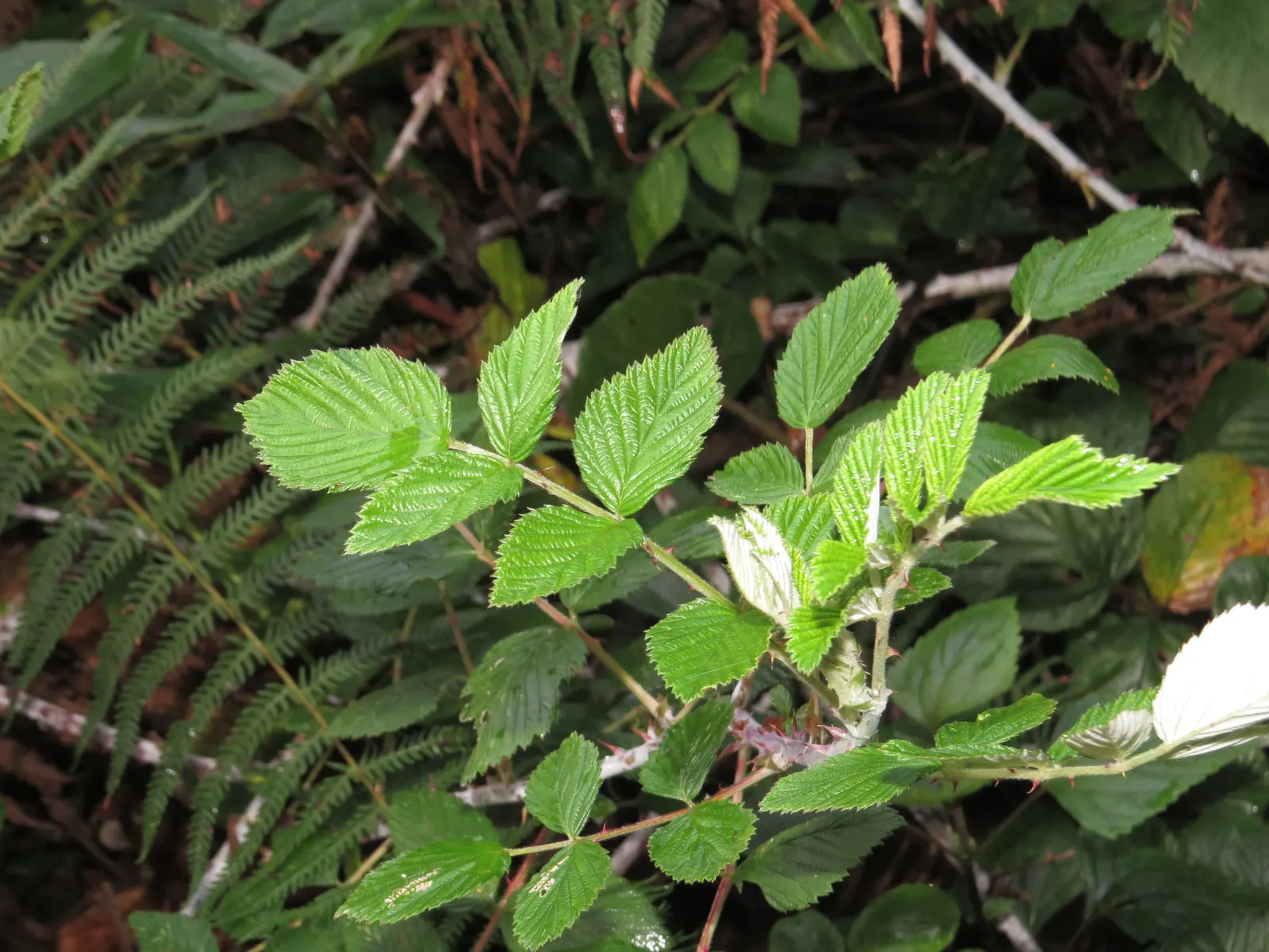 Raspberry (Rubus Niveus) — A member of the Rosaceae family; offering a sweet and subtly tart flavor.<br><br>For optimal growth, image 119