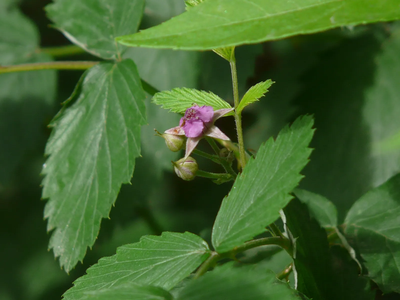 Raspberry (Rubus Niveus) — and benefits from annual pruning to maintain vigor and fruit abundance; shrub / vine with white blooms, image 62