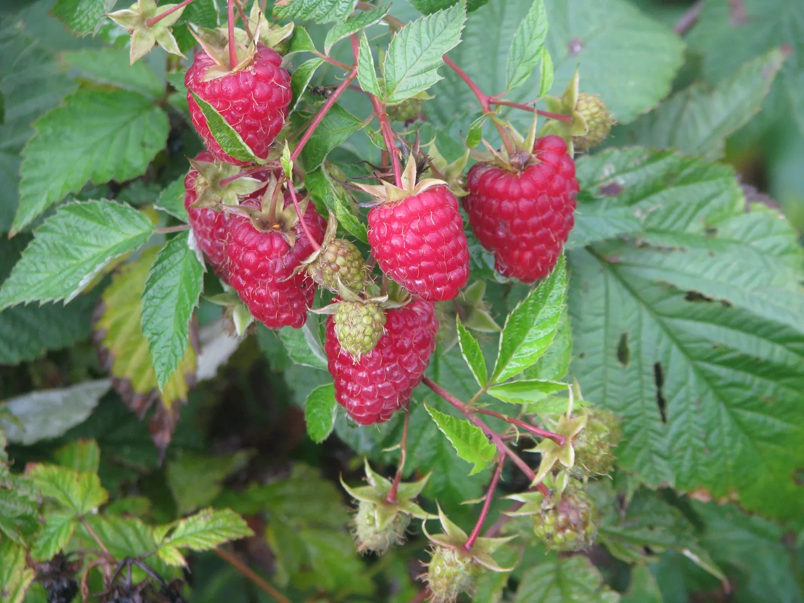 Raspberry (Rubus Niveus) — The shrub's bramble-like structure is adorned with thorns