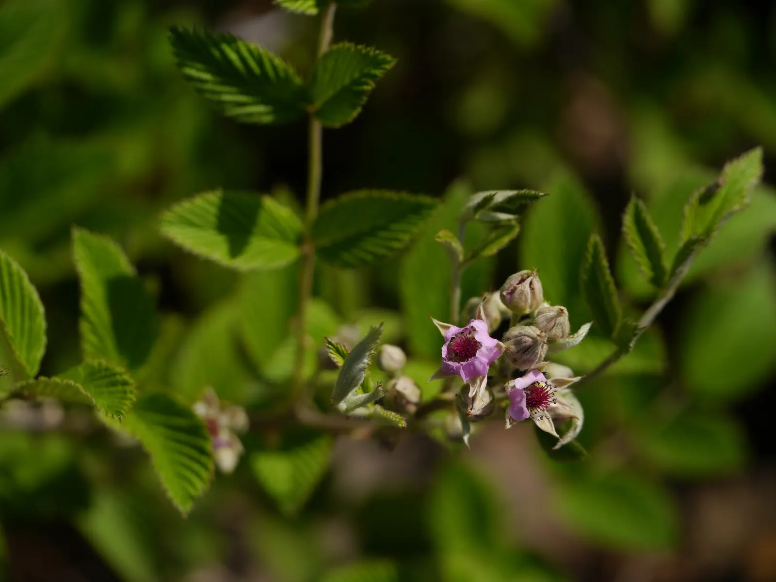 Raspberry (Rubus Niveus) — This plant is hardy, able to withstand temperatures down to approximately -10&deg;F; these blossoms are not only, image 76