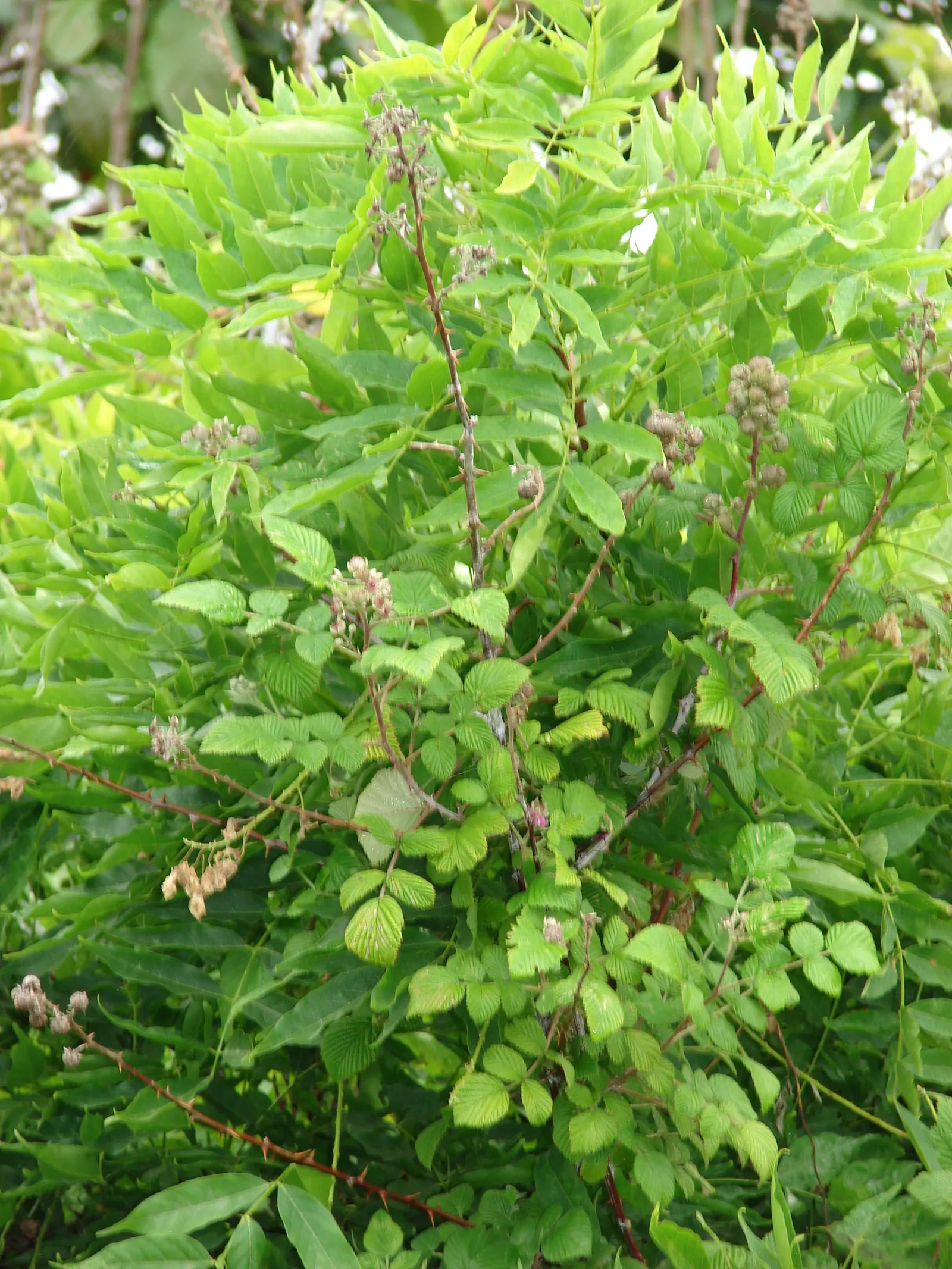 Raspberry (Rubus Niveus) — it produces flavorful berries in summer; white flowers in the garden, image 58