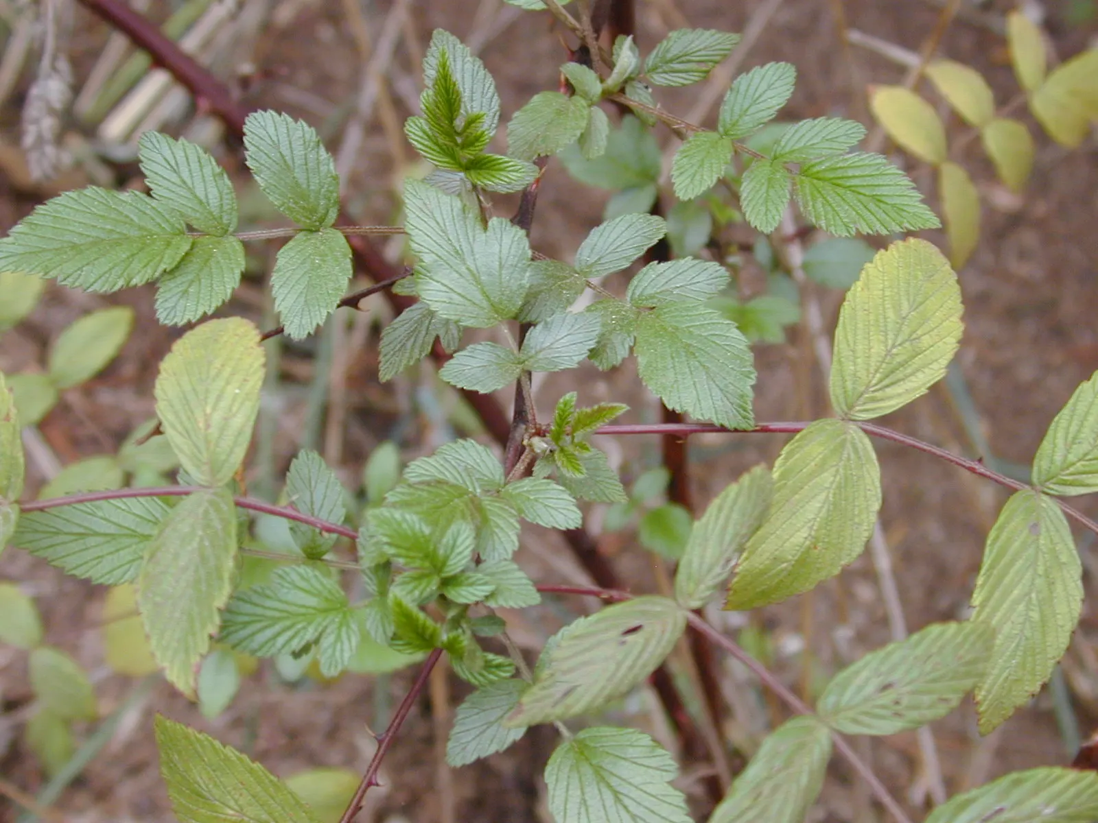 Raspberry (Rubus Niveus) — shrub / vine with white blooms; enriching the garden's ecosystem, image 107