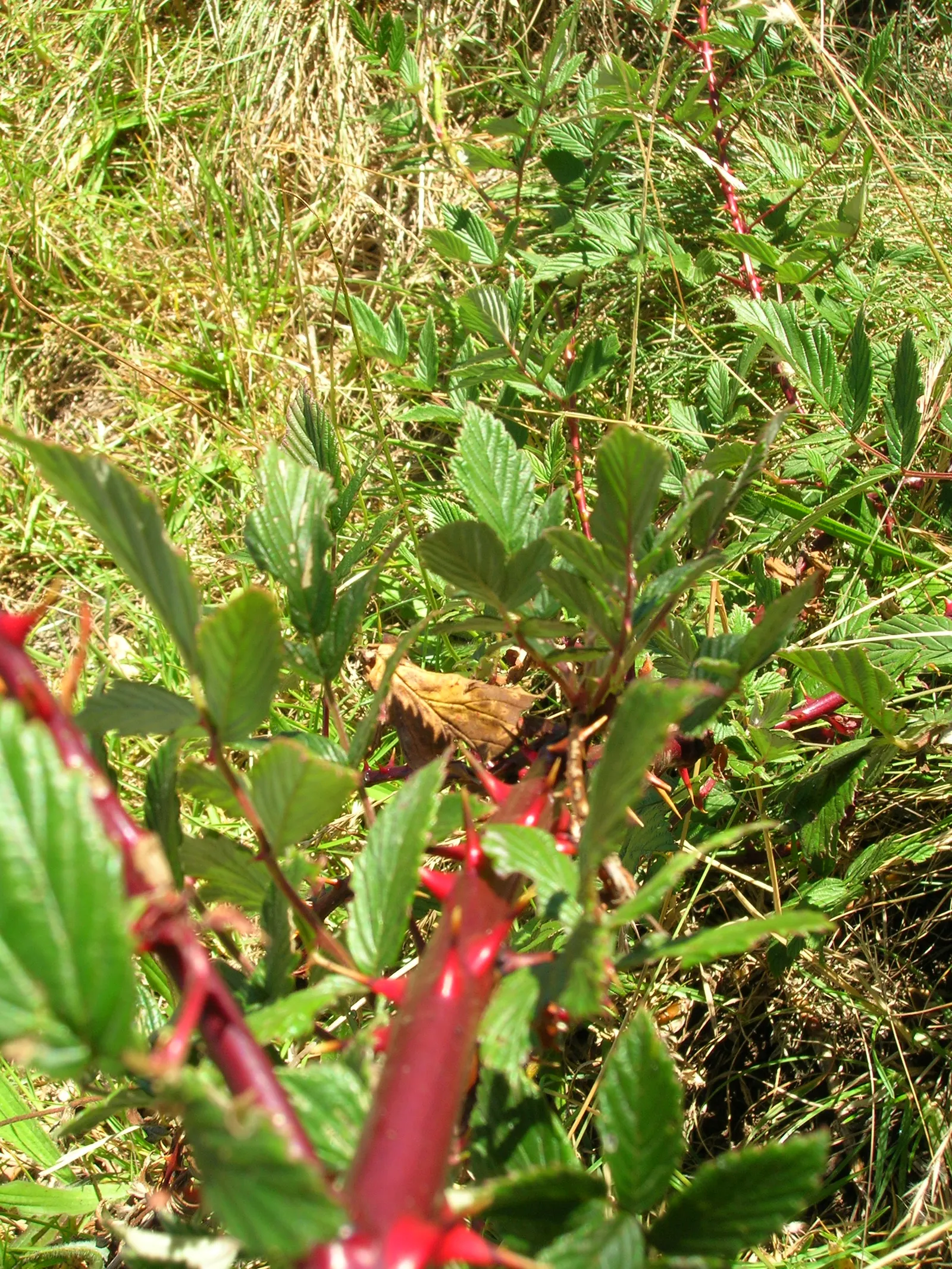 Raspberry (Rubus Niveus) — Each berry measures about 0.6 to 0.8 inches in diameter; this plant is hardy, able to withstand temperatures down to, image 127
