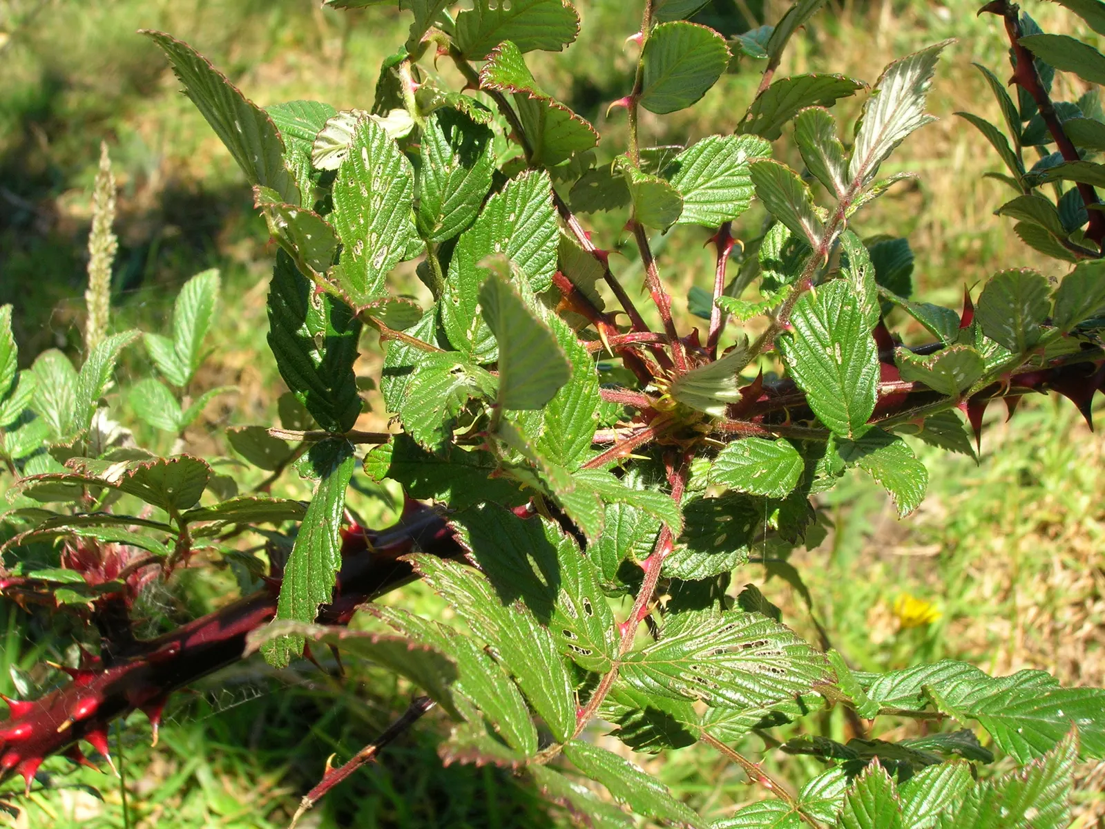 Raspberry (Rubus Niveus) — fertile soil with an inch of water weekly; each berry measures about 0.6 to 0.8 inches in diameter, image 61