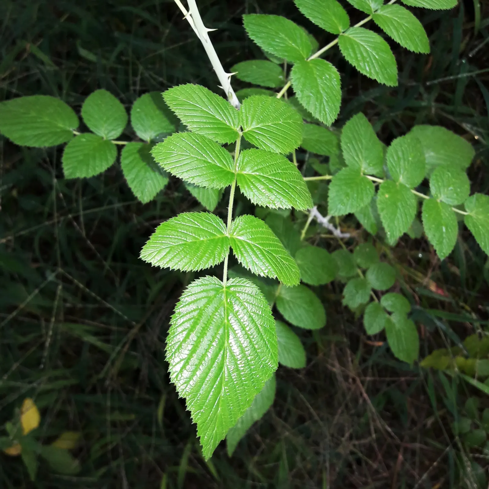 Raspberry (Rubus Niveus) — Its leaves are pinnate, with a rich green hue that turns to vibrant autumnal shades before falling; fertile soil with an, image 94