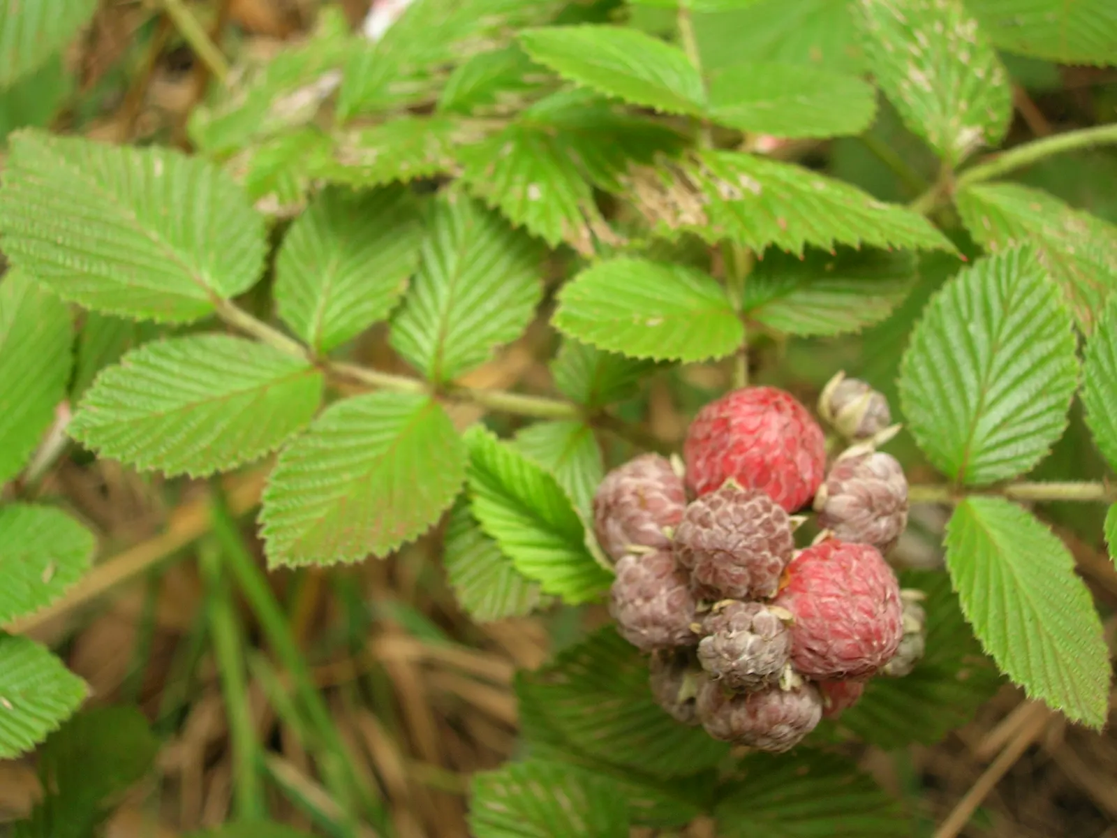 Raspberry (Rubus Niveus) — specifically the Rubus niveus; this plant requires well-drained, image 117