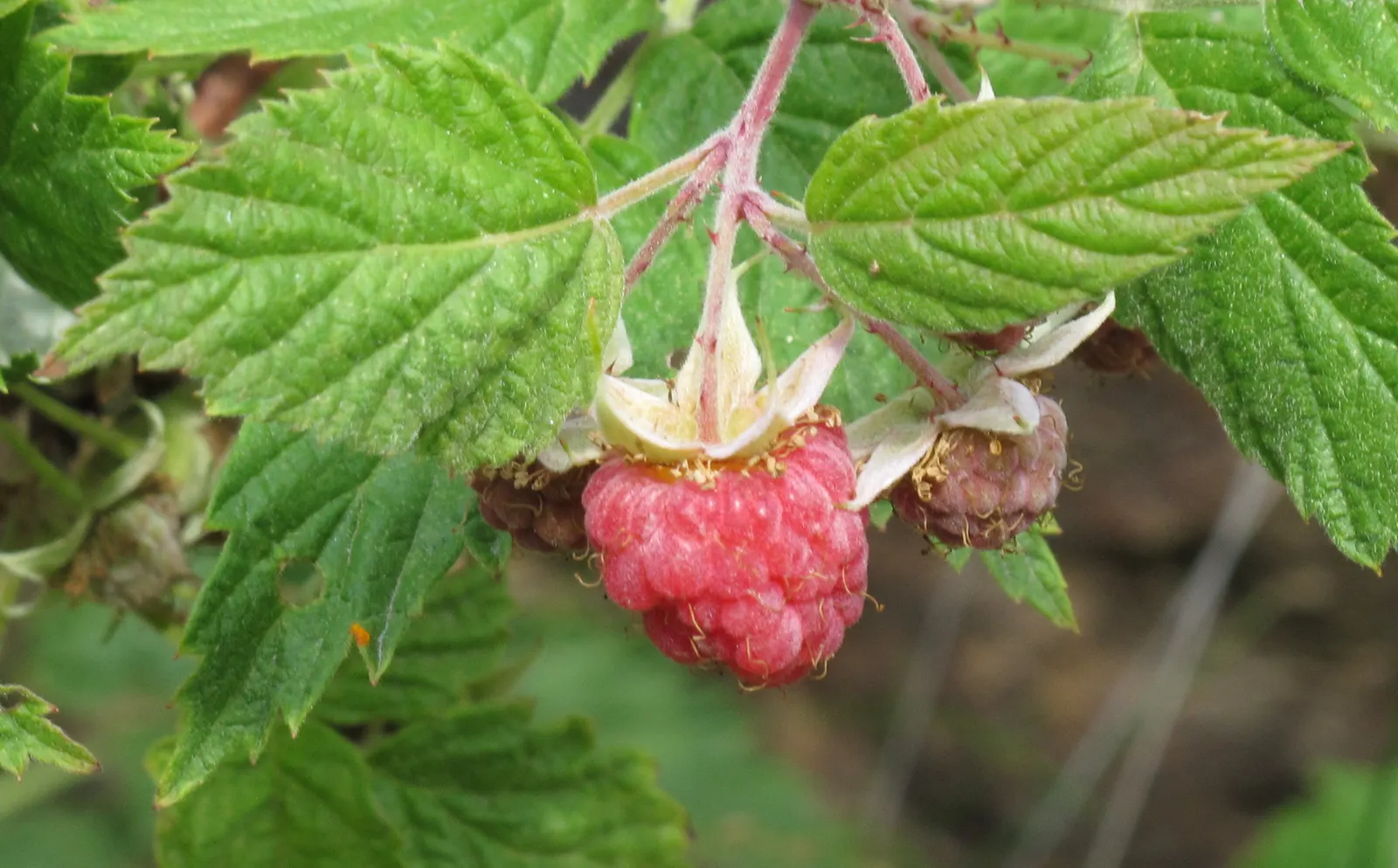 Raspberry (Rubus Niveus) — white flowers in the garden