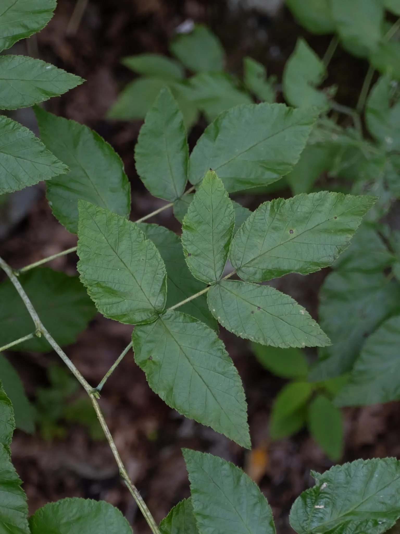 Raspberry (Rubus Niveus) — Its leaves are pinnate, with a rich green hue that turns to vibrant autumnal shades before falling; fertile soil with an inch of