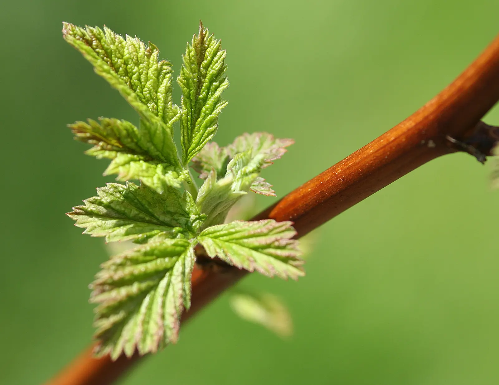 Raspberry (Rubus Niveus) — with a similar spread that provides ample cover and visual interest; shrub / vine for full