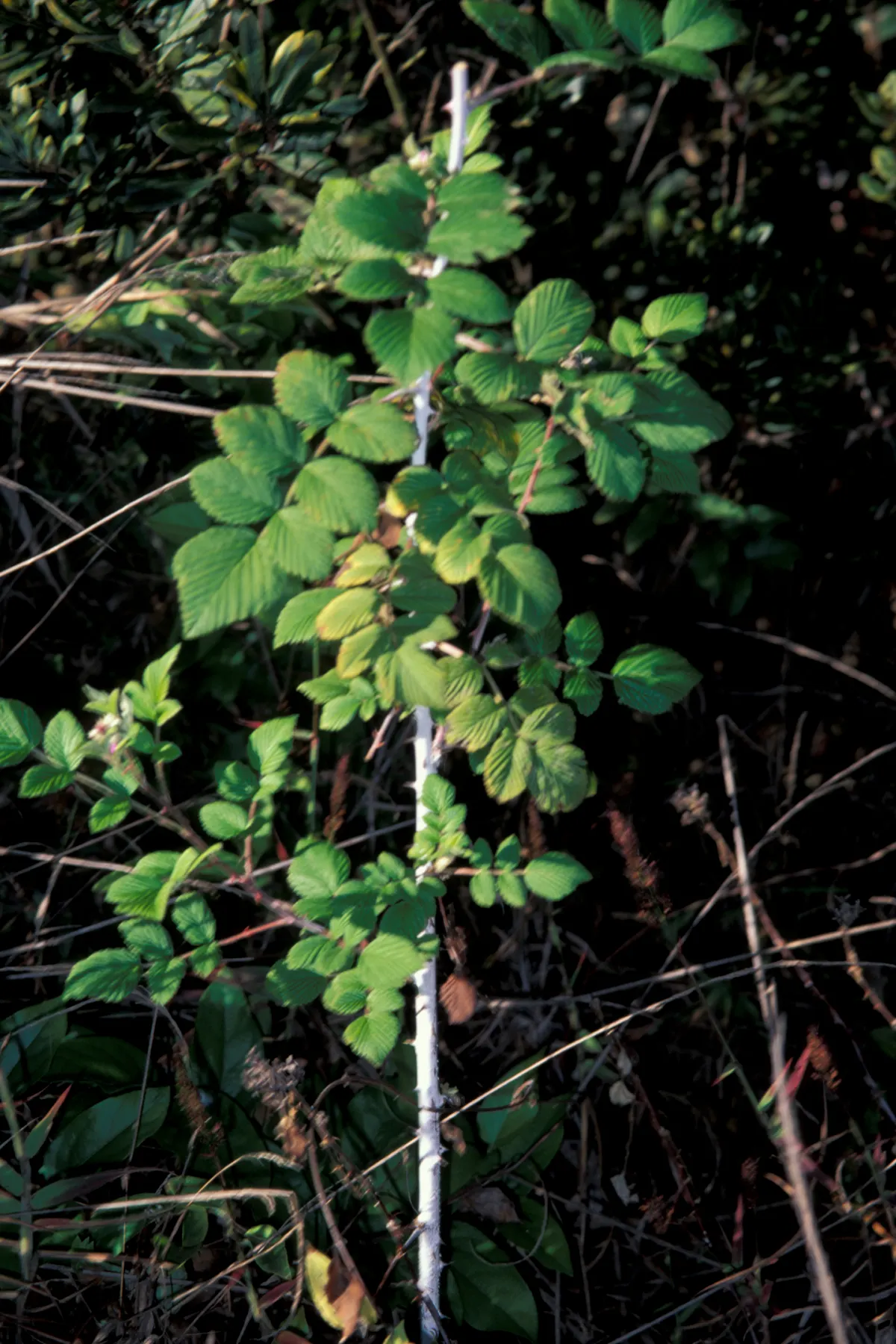 Raspberry (Rubus Niveus) — green foliage and prickly stems; by late summer to early fall, the plant yields its signature deep purple-black, image 57